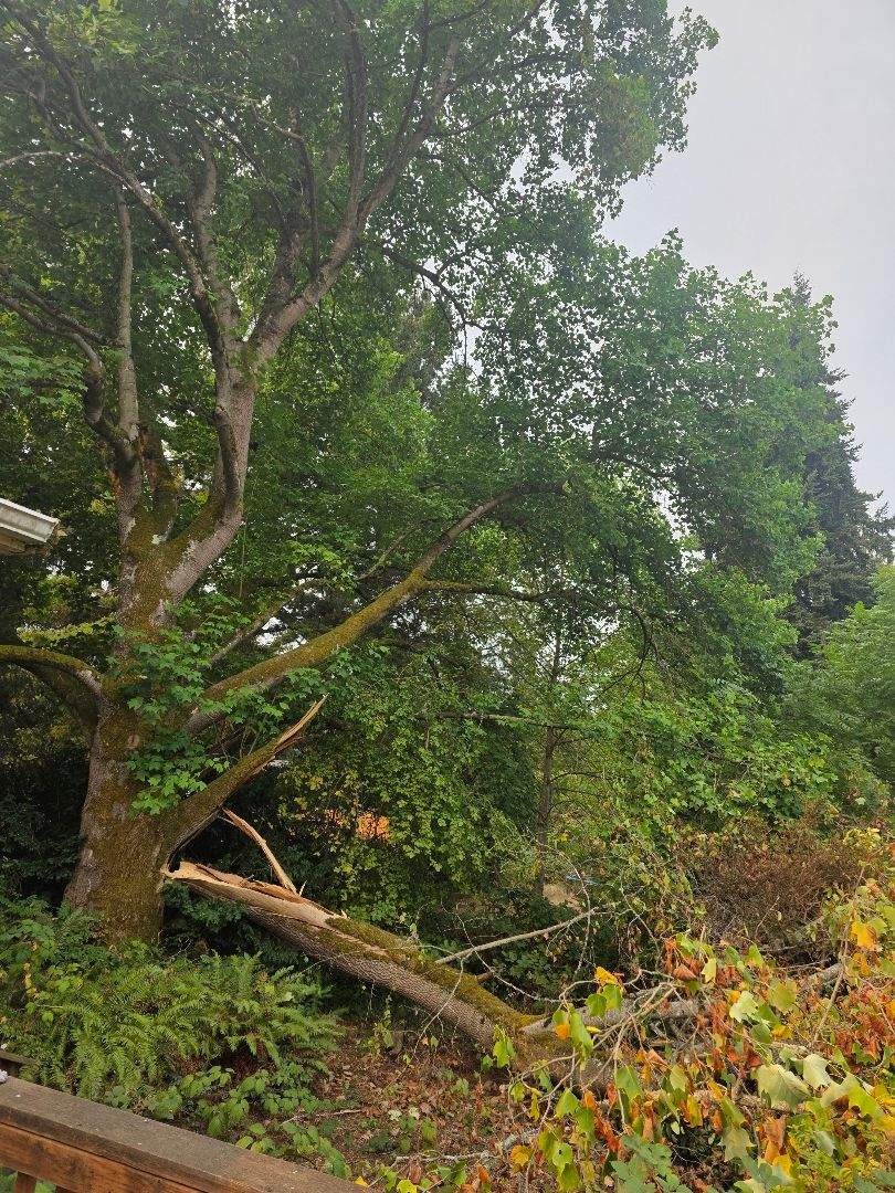 🌳 Emergency Limb Removal – Seattle, WA by Sound Tree Care LLC