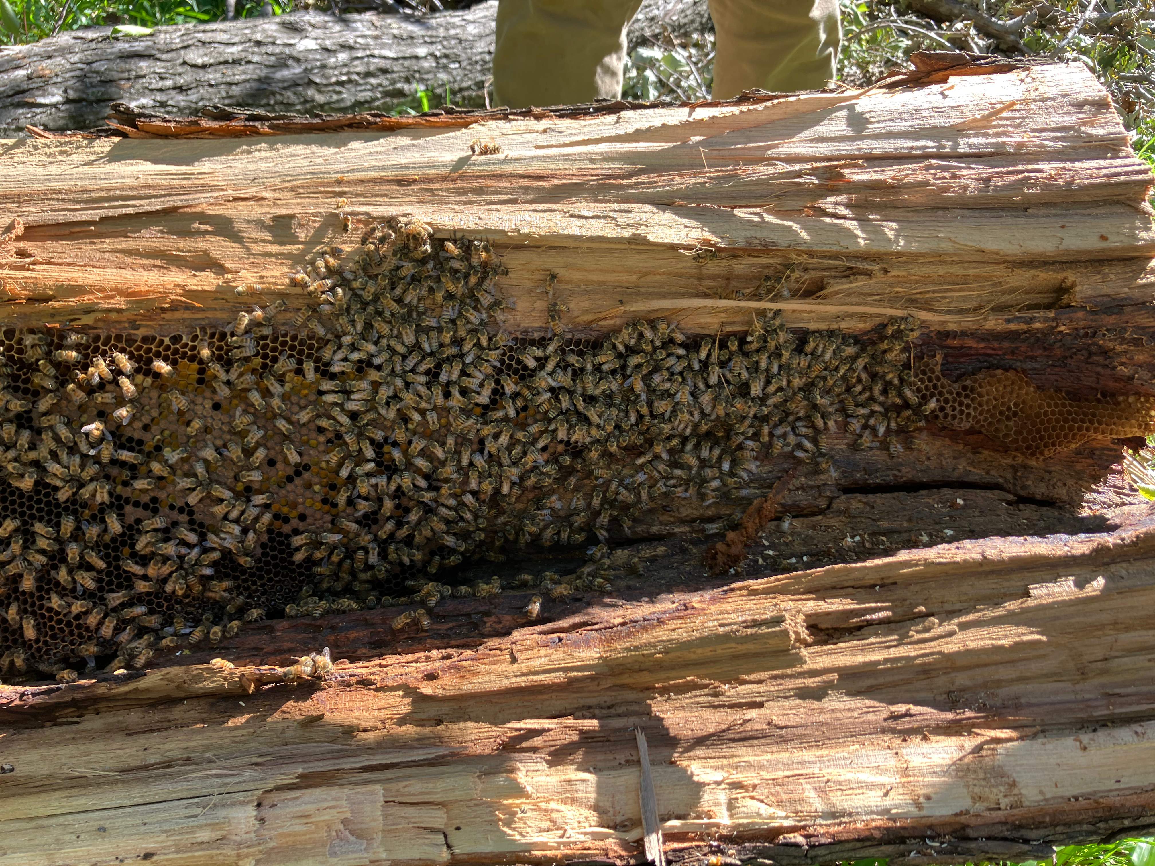 Massive. Tree. Period. by Rockwall Honey Bee Company