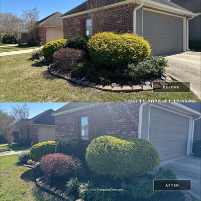 HEDGE TRIM / BED CLEAN / MULCH INSTALL using BROWN MULCH "BARK BRITE"