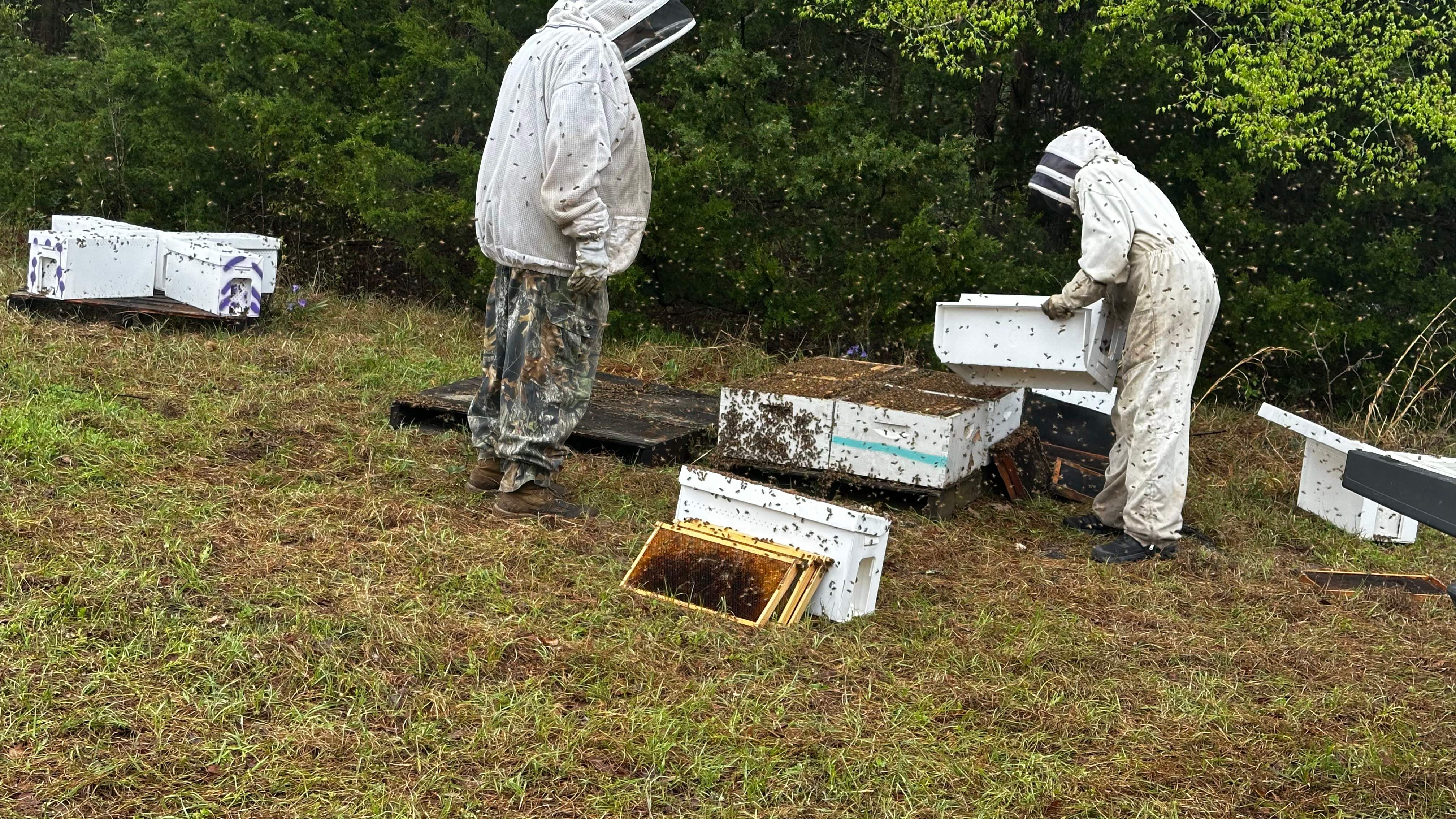 BeeGirl ETX HQ by Rockwall Honey Bee Company