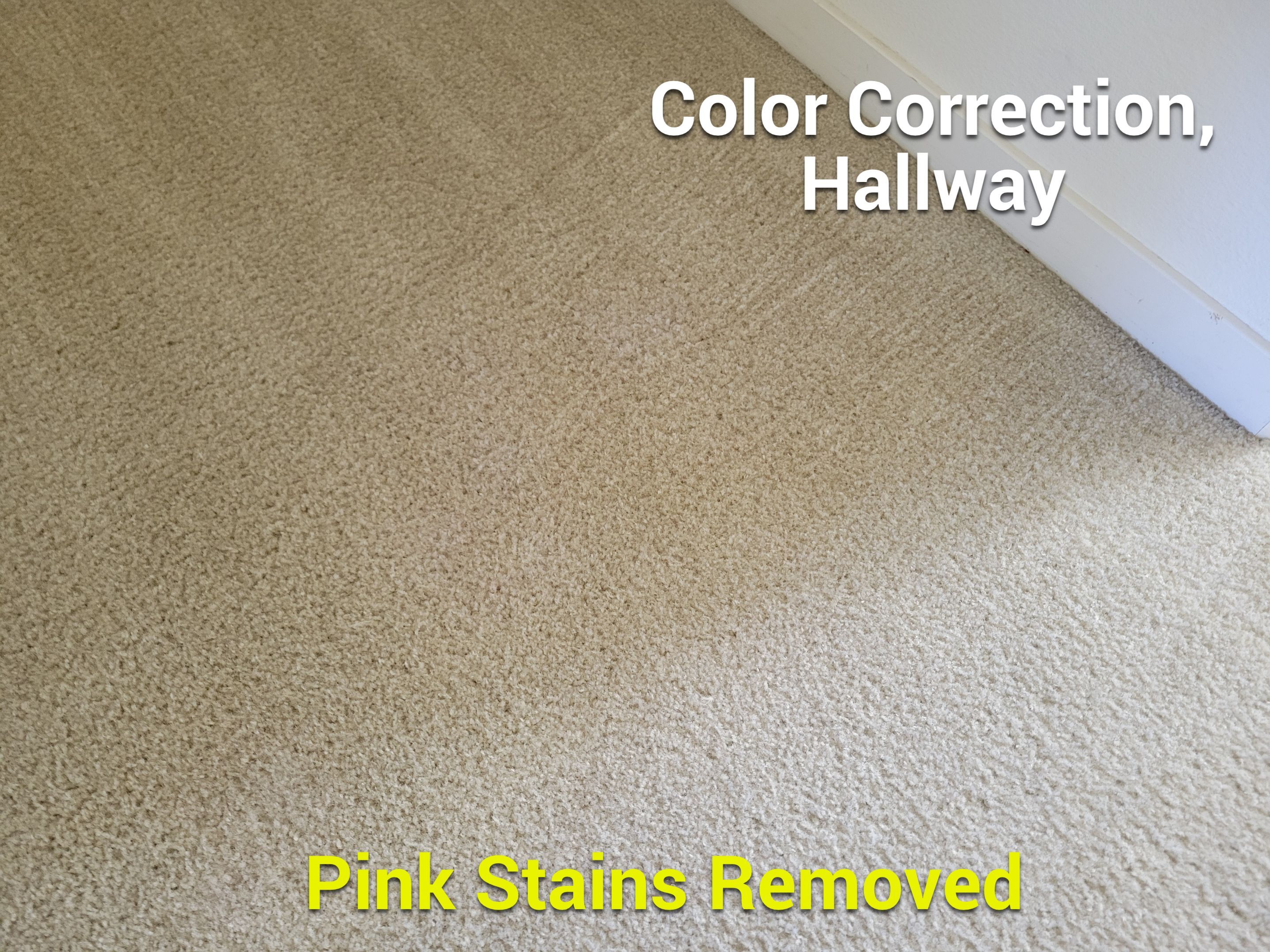 Carpet Cleaning & Stain Removal by Ardent Carpet Restore LLC