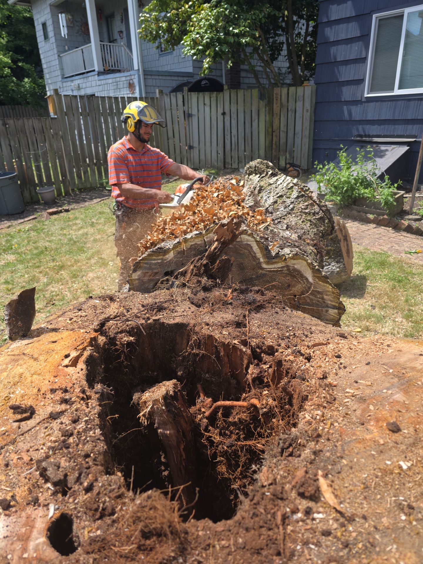 Seattle Hazard Tree Removal by Sound Tree Care LLC