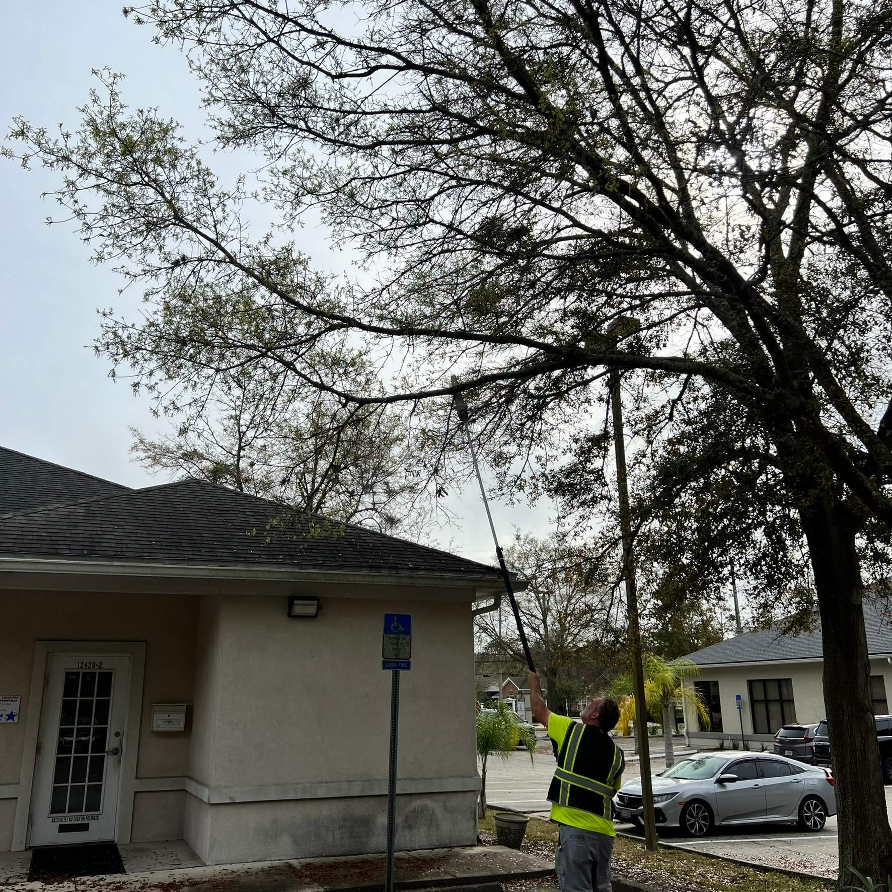 Tree Work | Great Expressions Dental by ProGreen Services