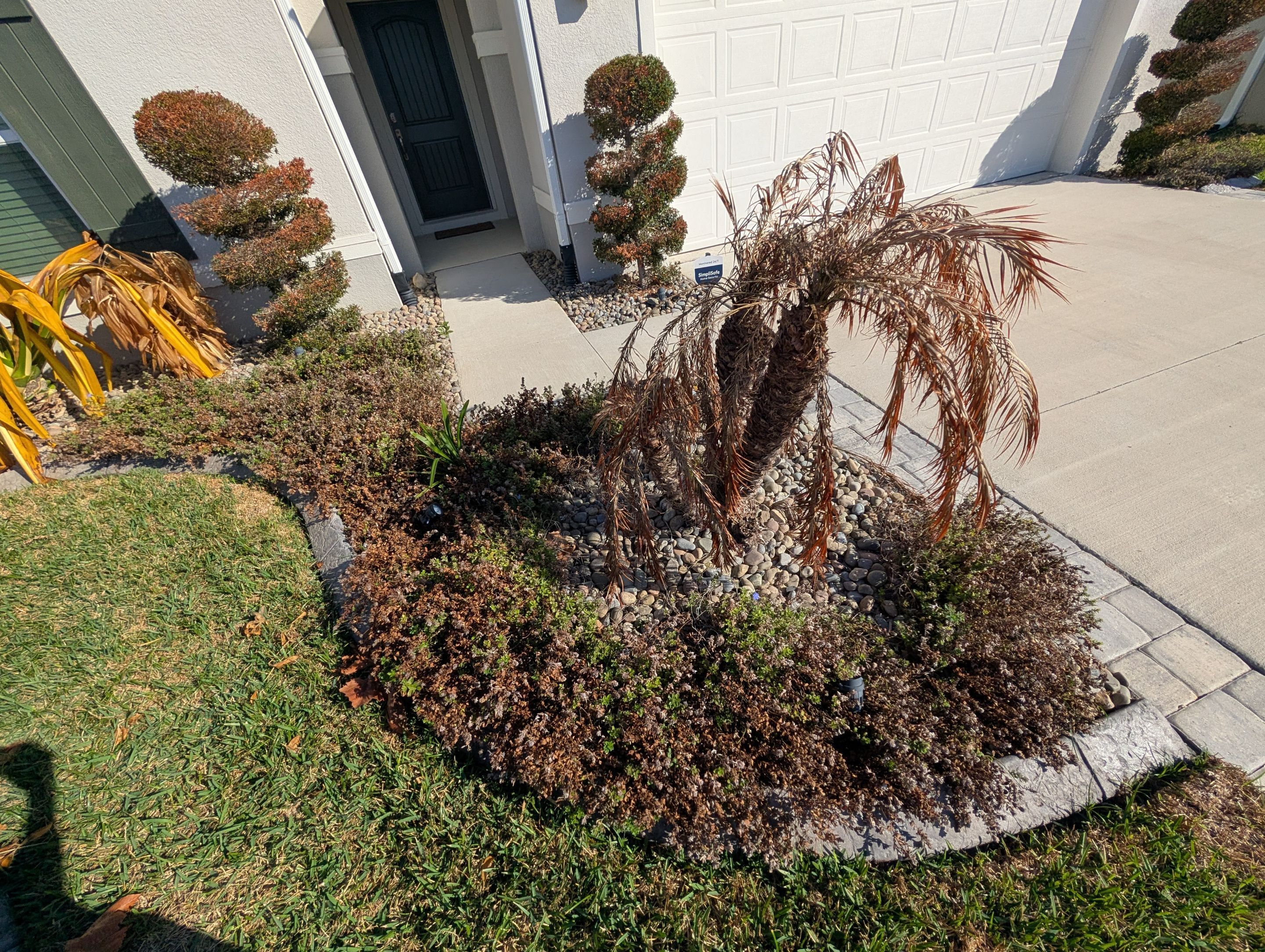 Cold Damage Plant Removal & Landscape Cleanup by
M.A.B. Landscaping & Property Maintenance