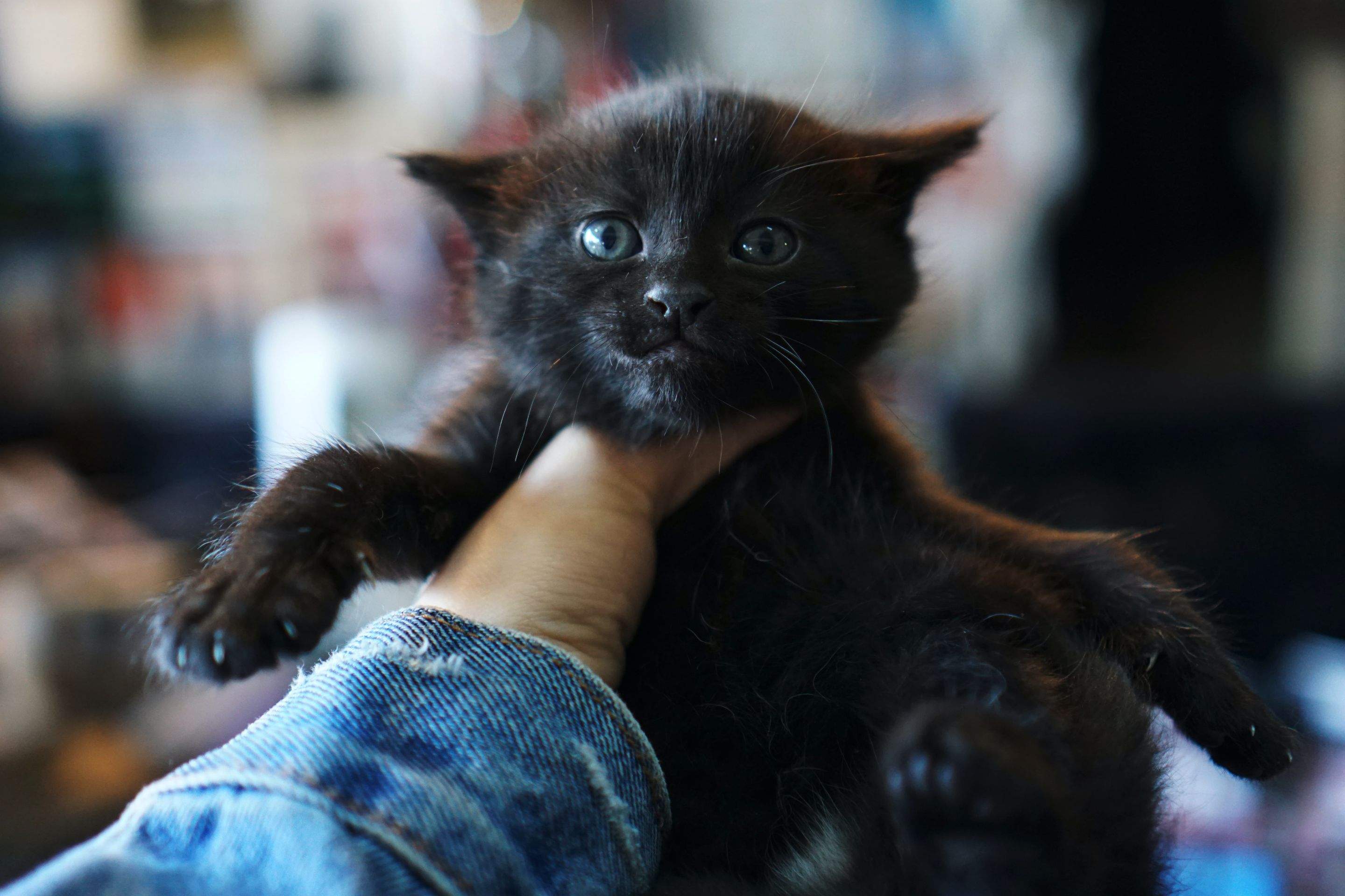 Kittens! by CompanyCam