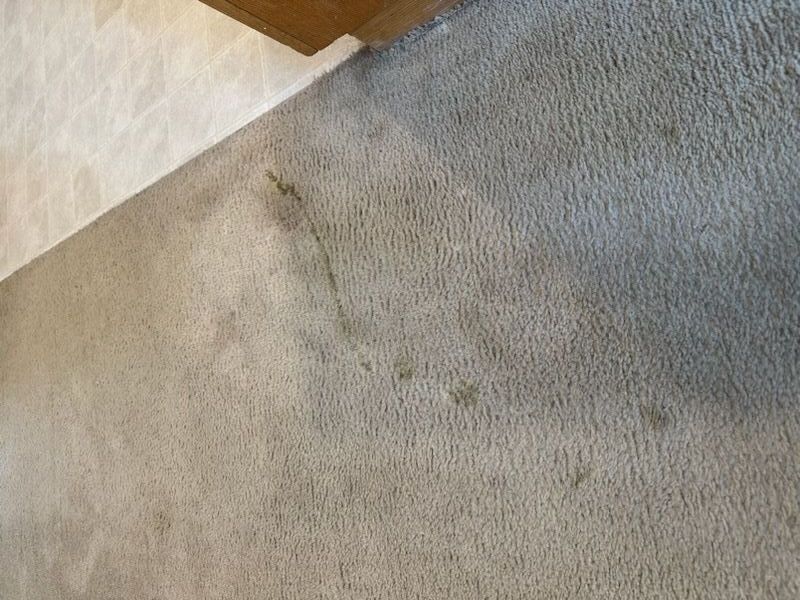 Sectioning Out a Failed Dye Attempt by Ardent Carpet Restore LLC