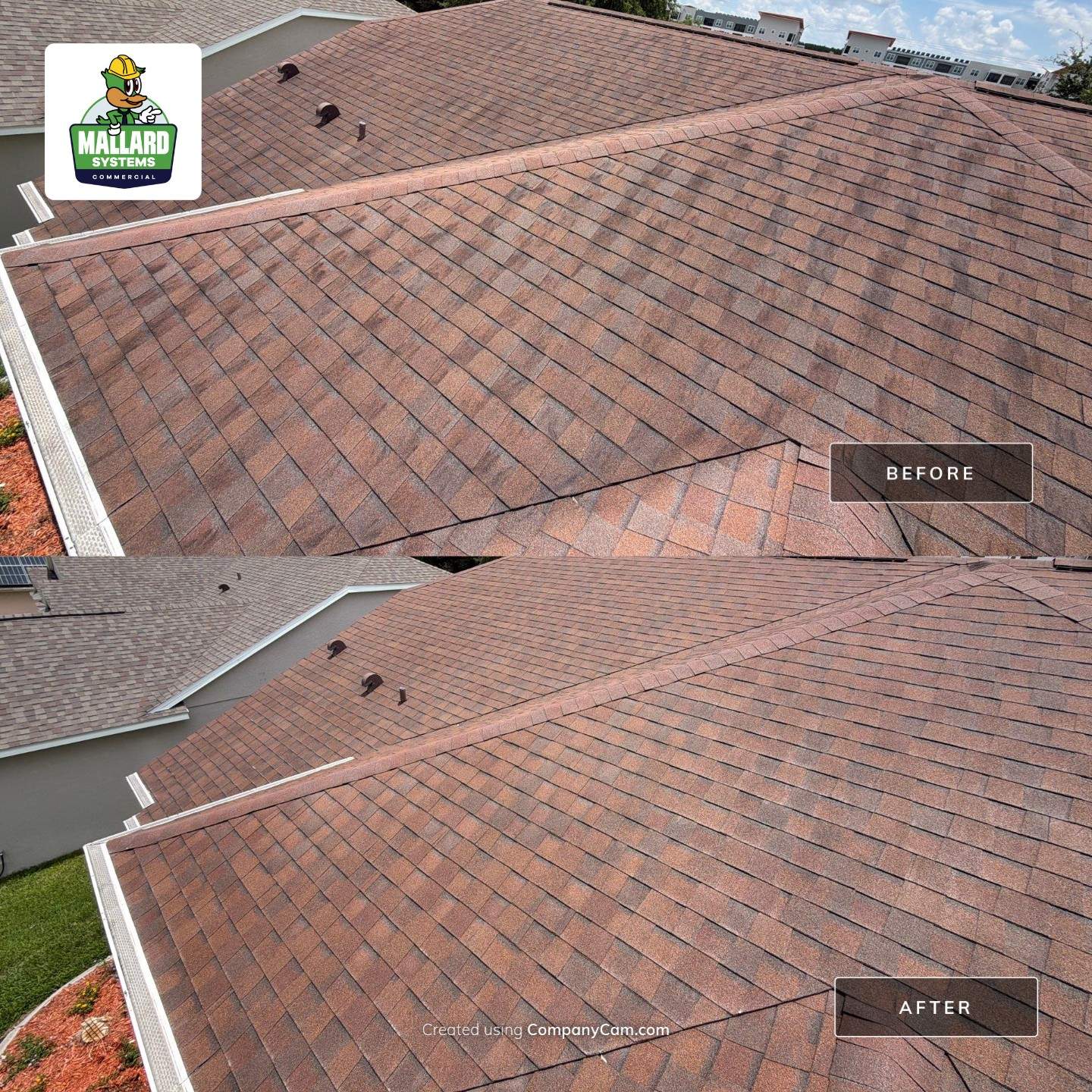 Shingle Roof Cleaning by Mallard Systems