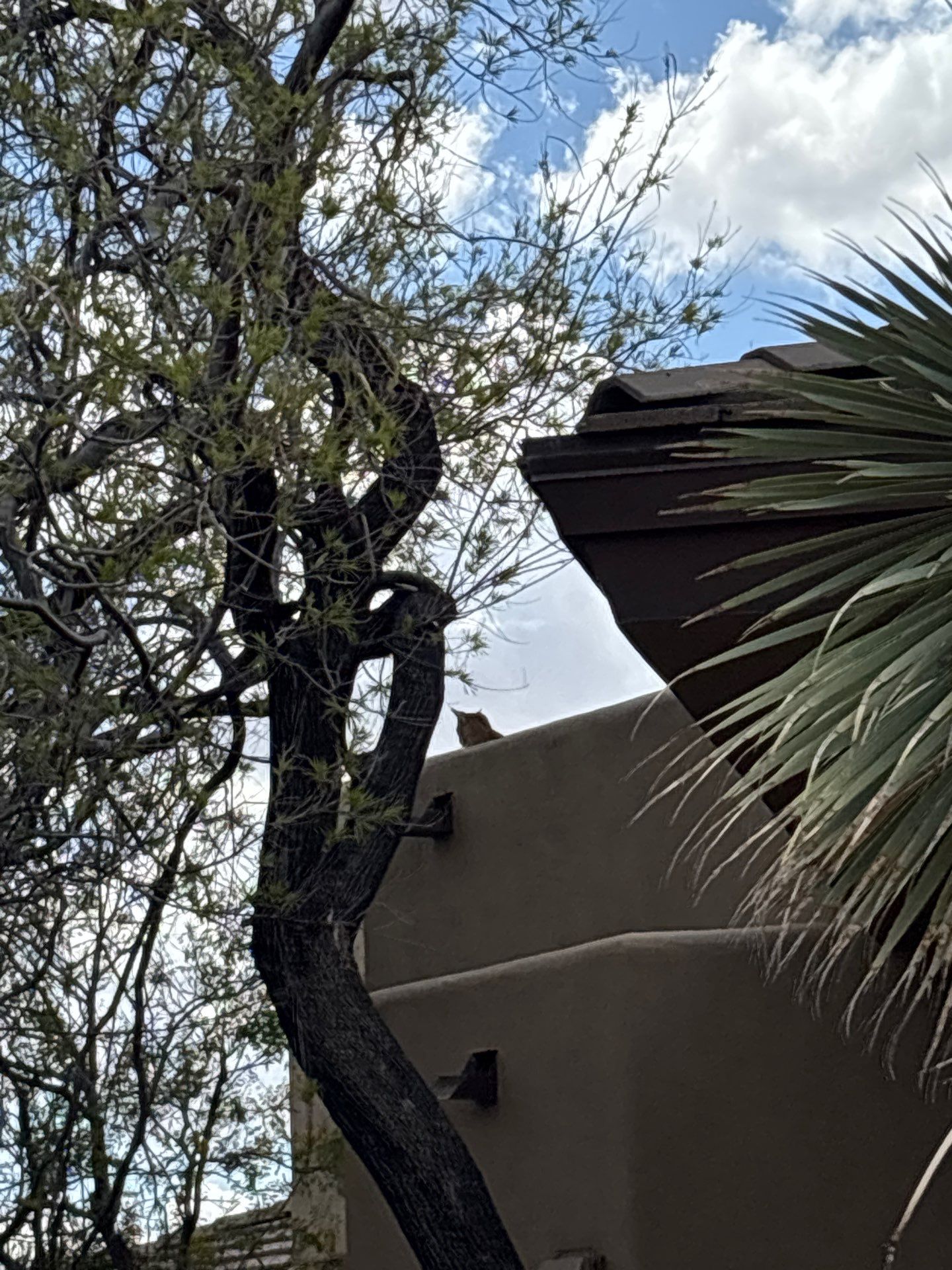 Residential Roofing Repair using Coating/Tile Roof underlayment by C&N Roofing INC