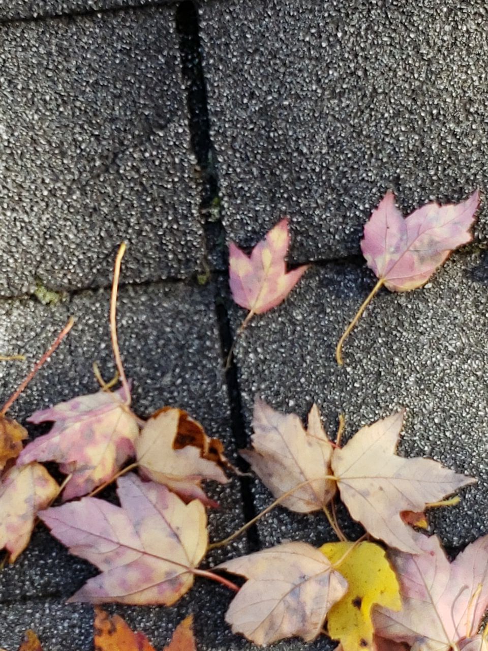 ATLAS PINNACLE SCOTCHGARD COLOR: PEWTER DRIP EDGE: BLACK by Eagle Eye Roofing