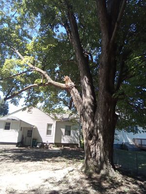 Storm Damaged Tree Removal  using Tree Removal
