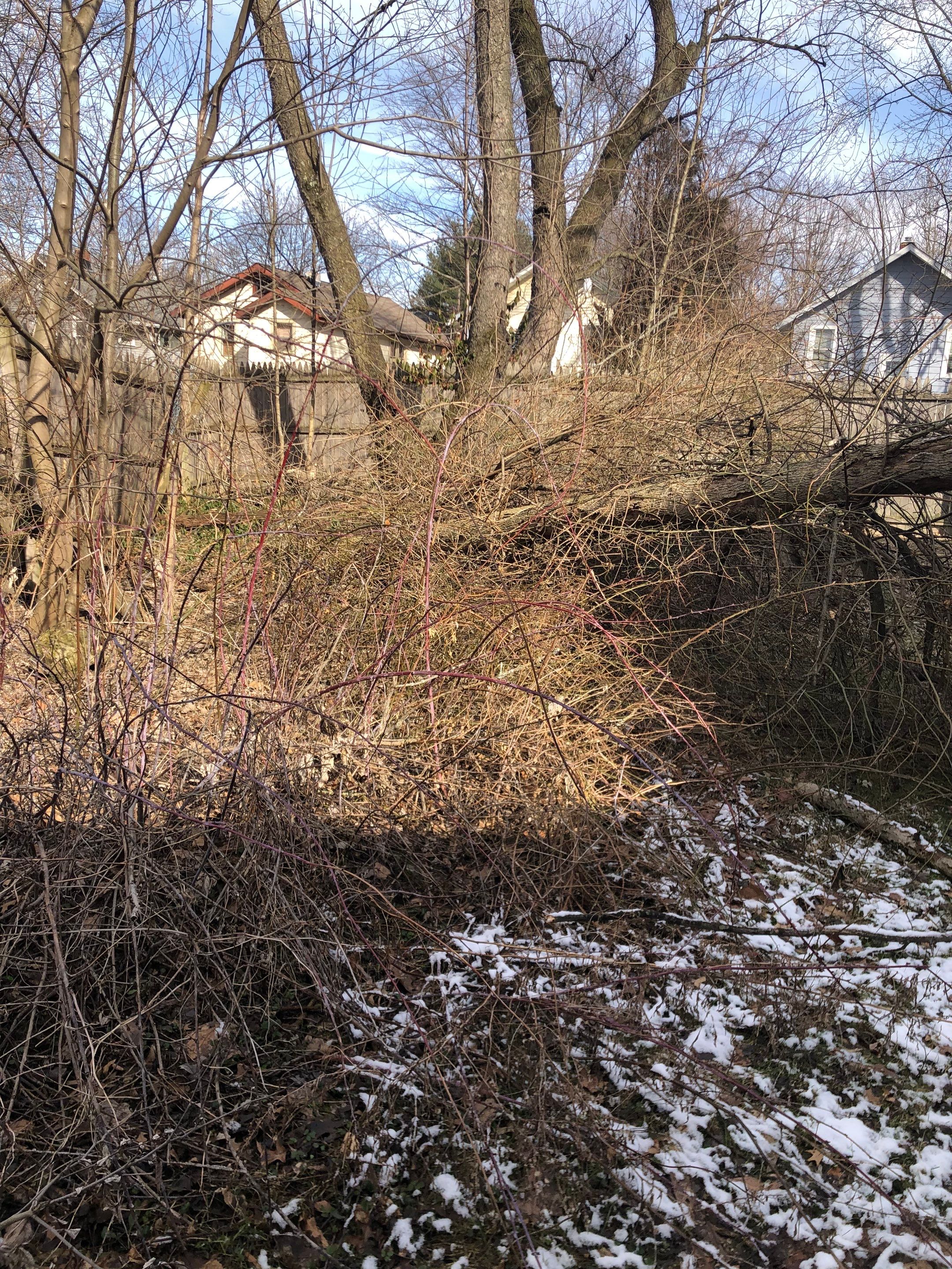 Tree Removal using Tree Removal by Mike Jones & Sons Tree Service LLC 