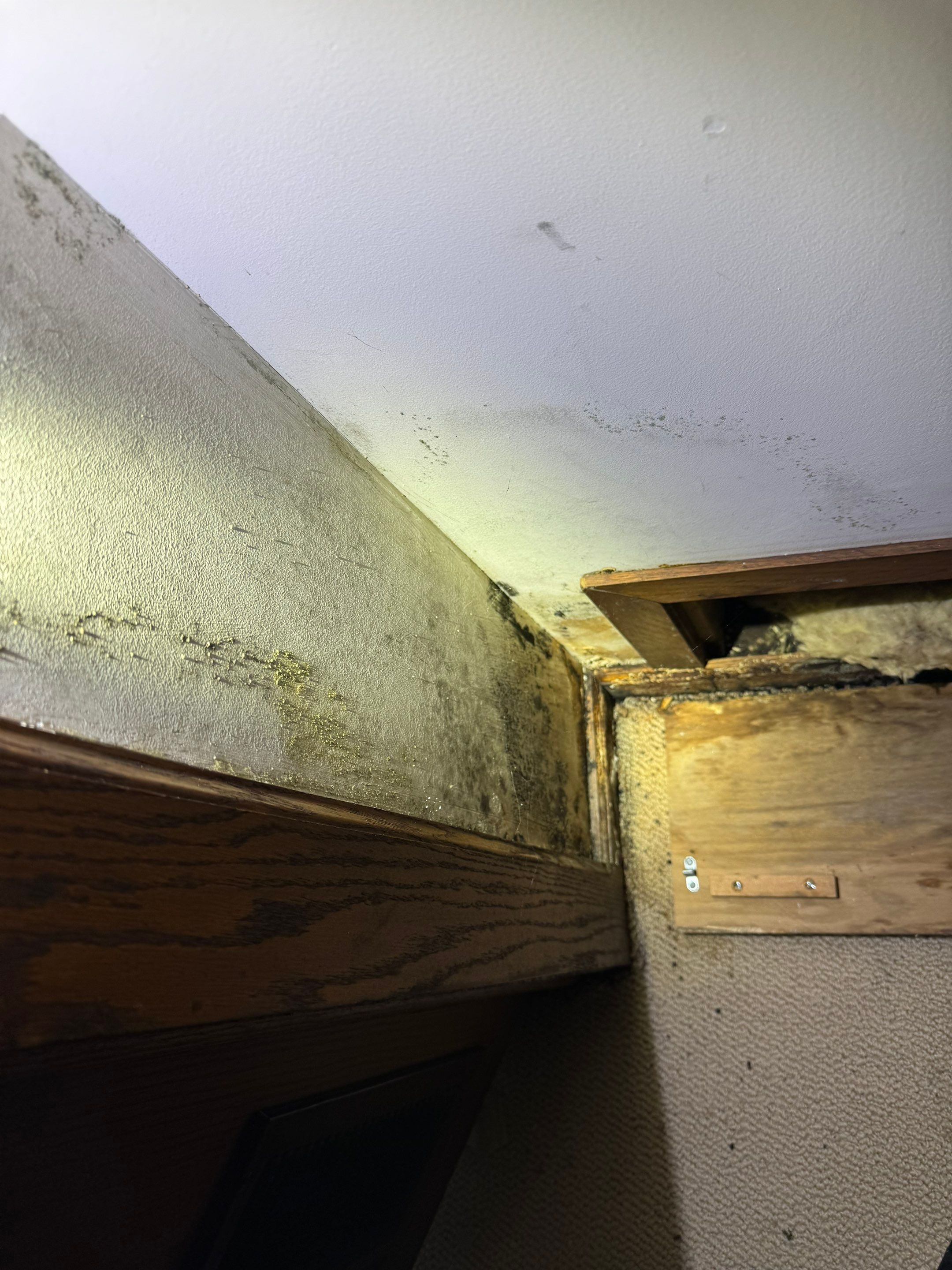 Major Basement Remediation / Restoration by Home Guarantee, LLC