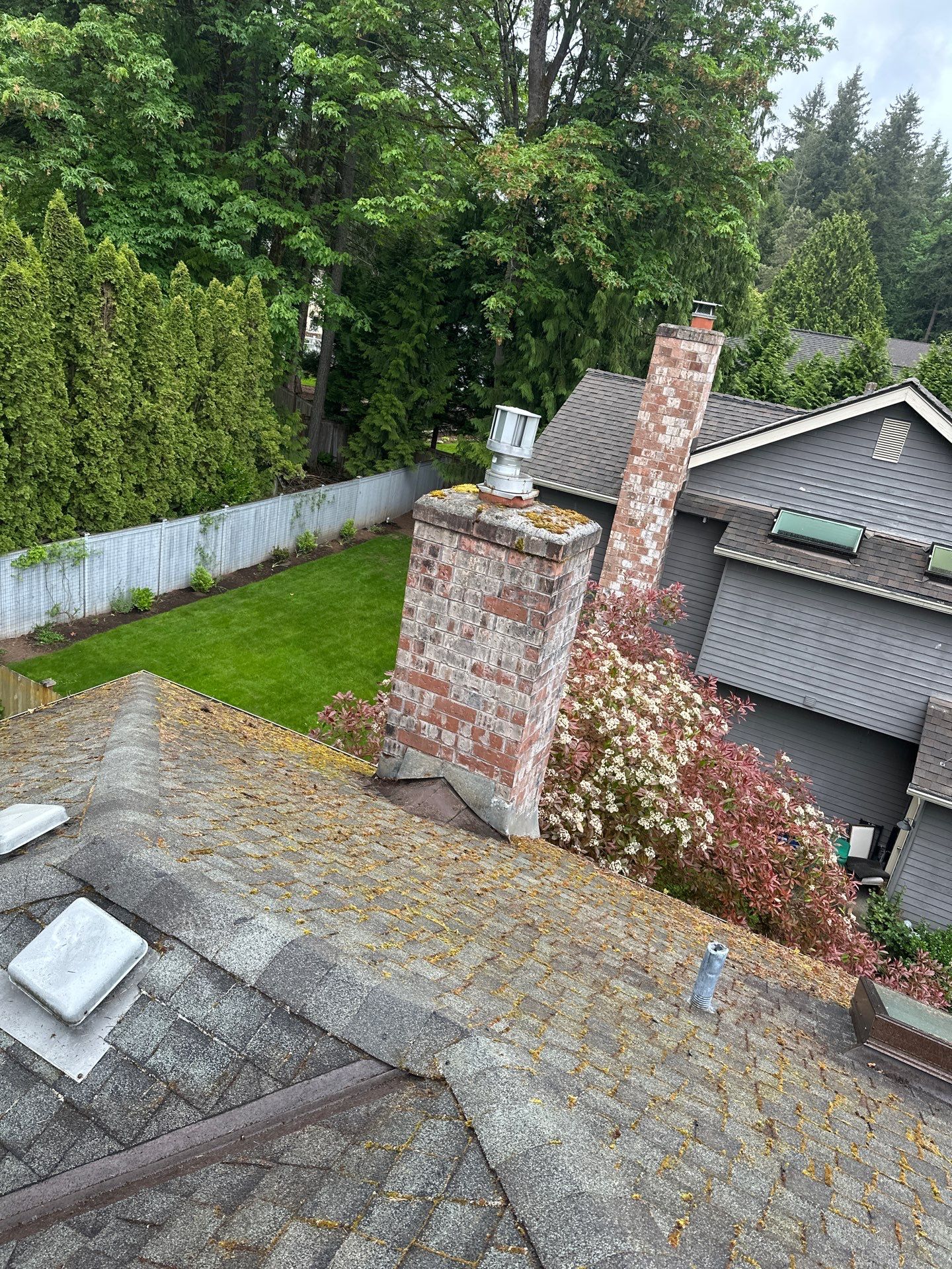 Softwashed in many Years back, and organic regrowth significant by DawnSky LLC