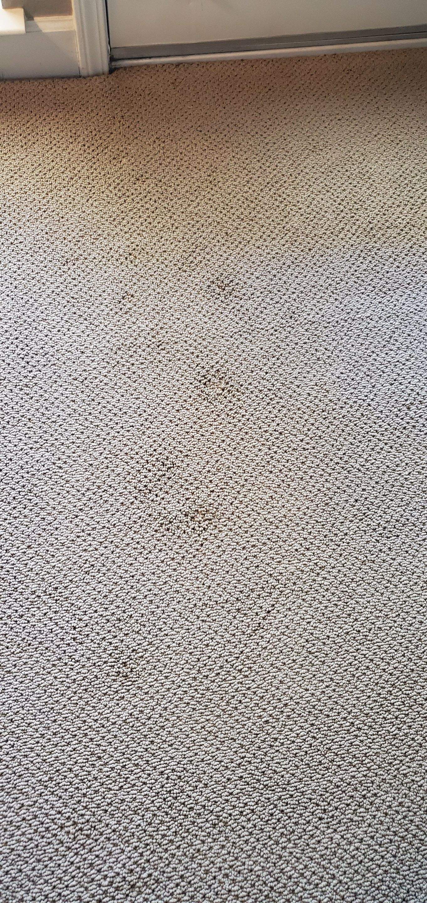 Spot Dyeing Carpet Sprayed by Bleach by Ardent Carpet Restore LLC