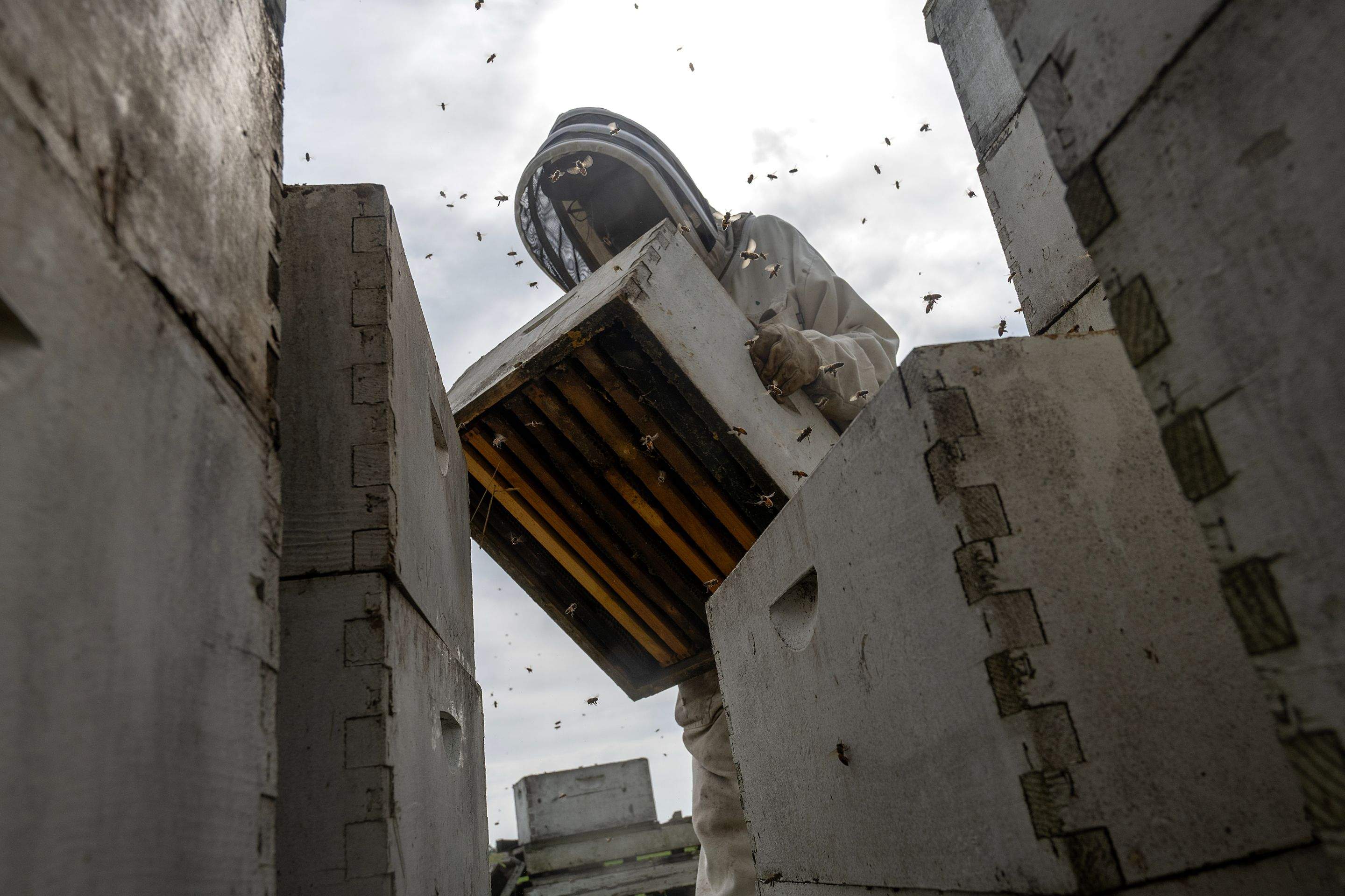 Splits in East Texas by Rockwall Honey Bee Company