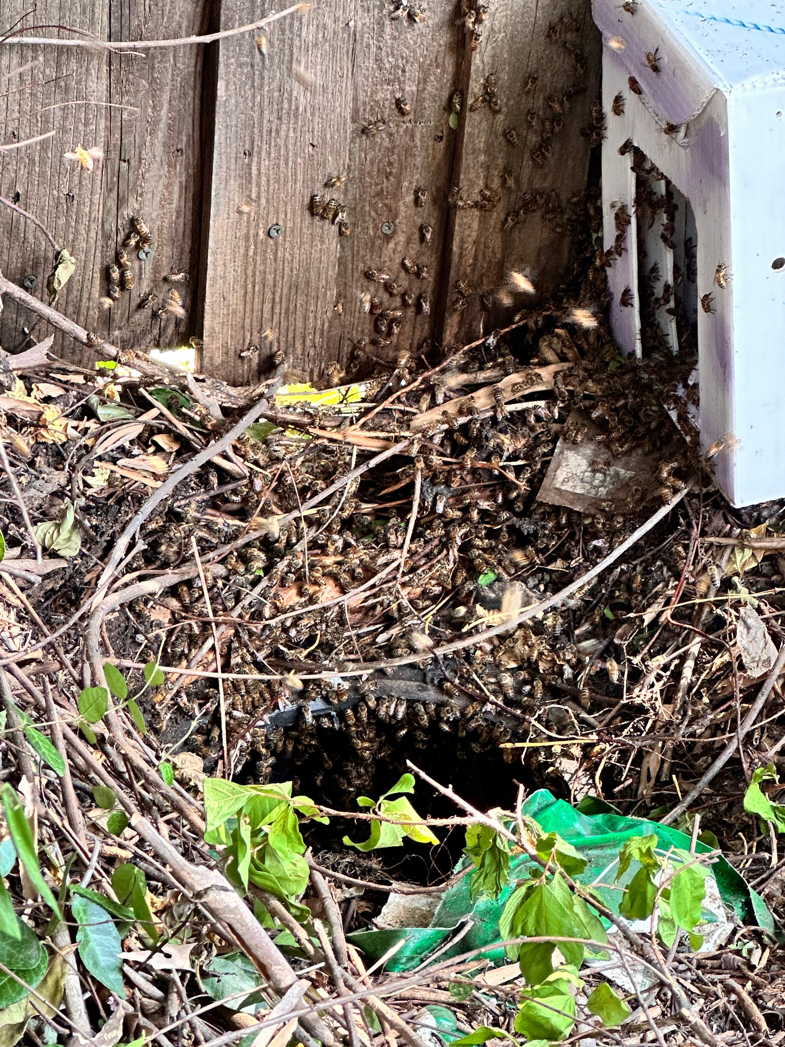 Pot-in-a-Pot by Rockwall Honey Bee Company