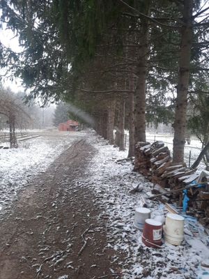 Tree Removal using Tree Removal