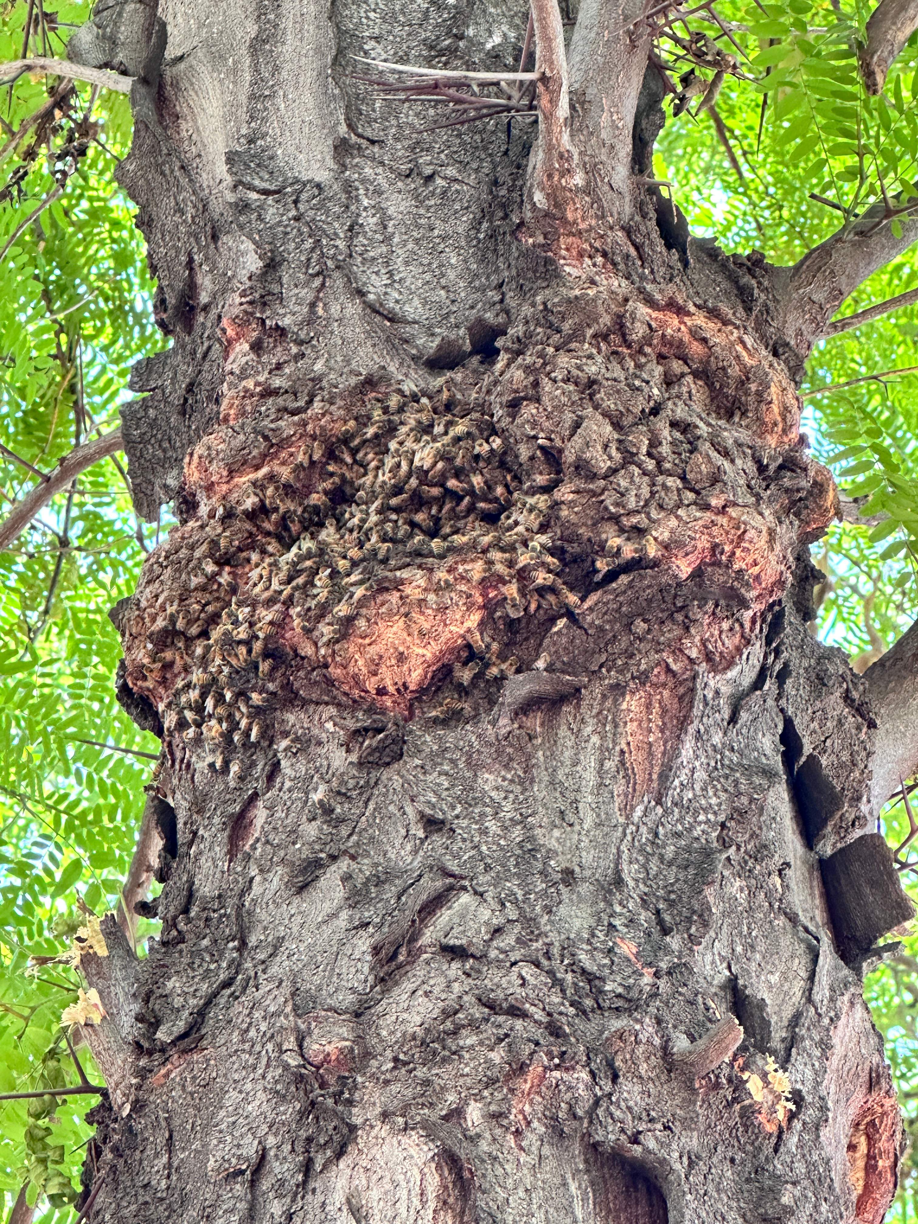 Two More Trees, One More Yard by Rockwall Honey Bee Company