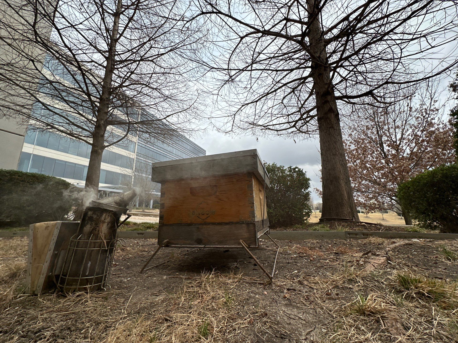 Corp. Greenspace, Frisco by Rockwall Honey Bee Company