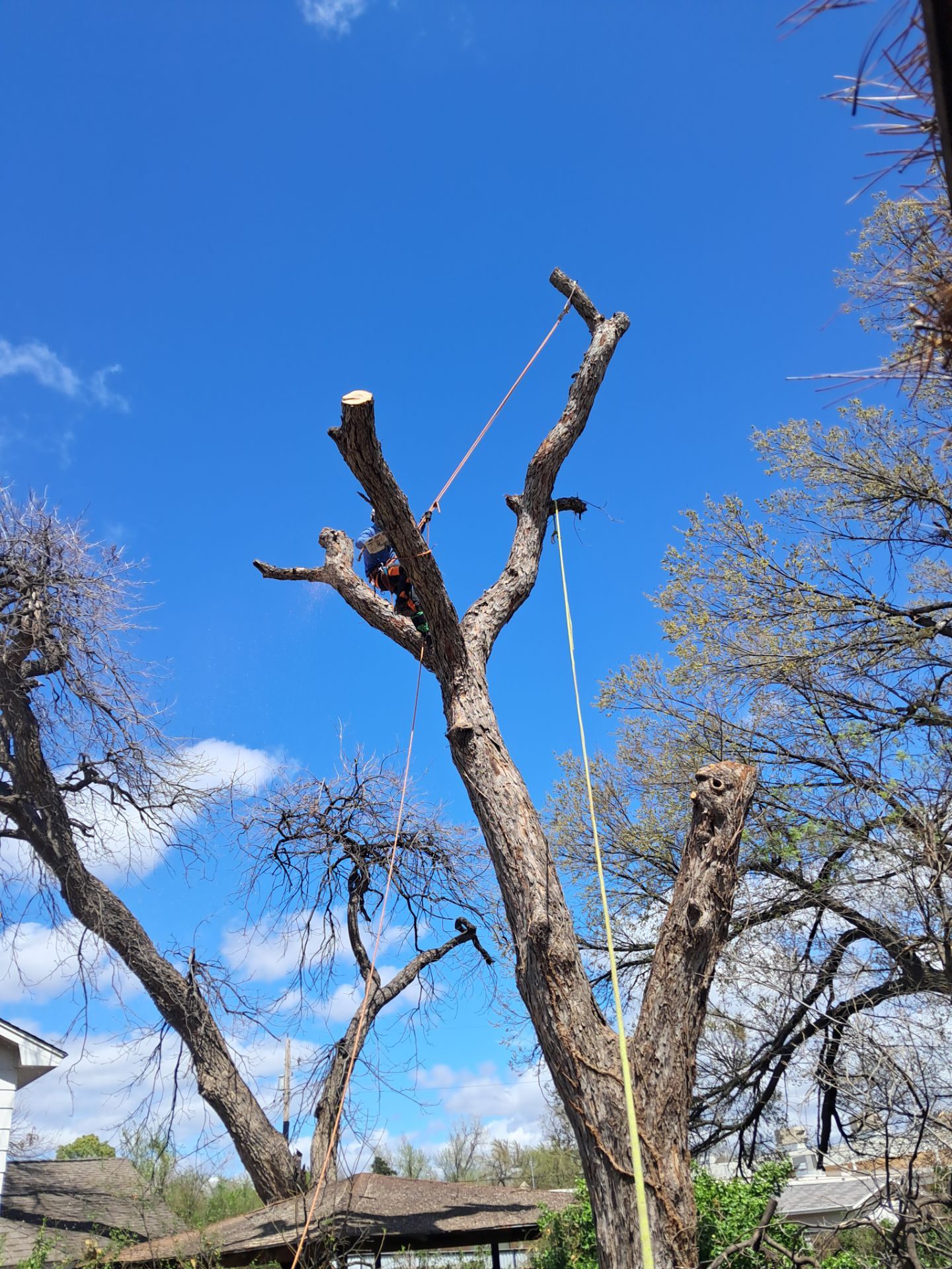 Tree Removal by Clays Services Inc
