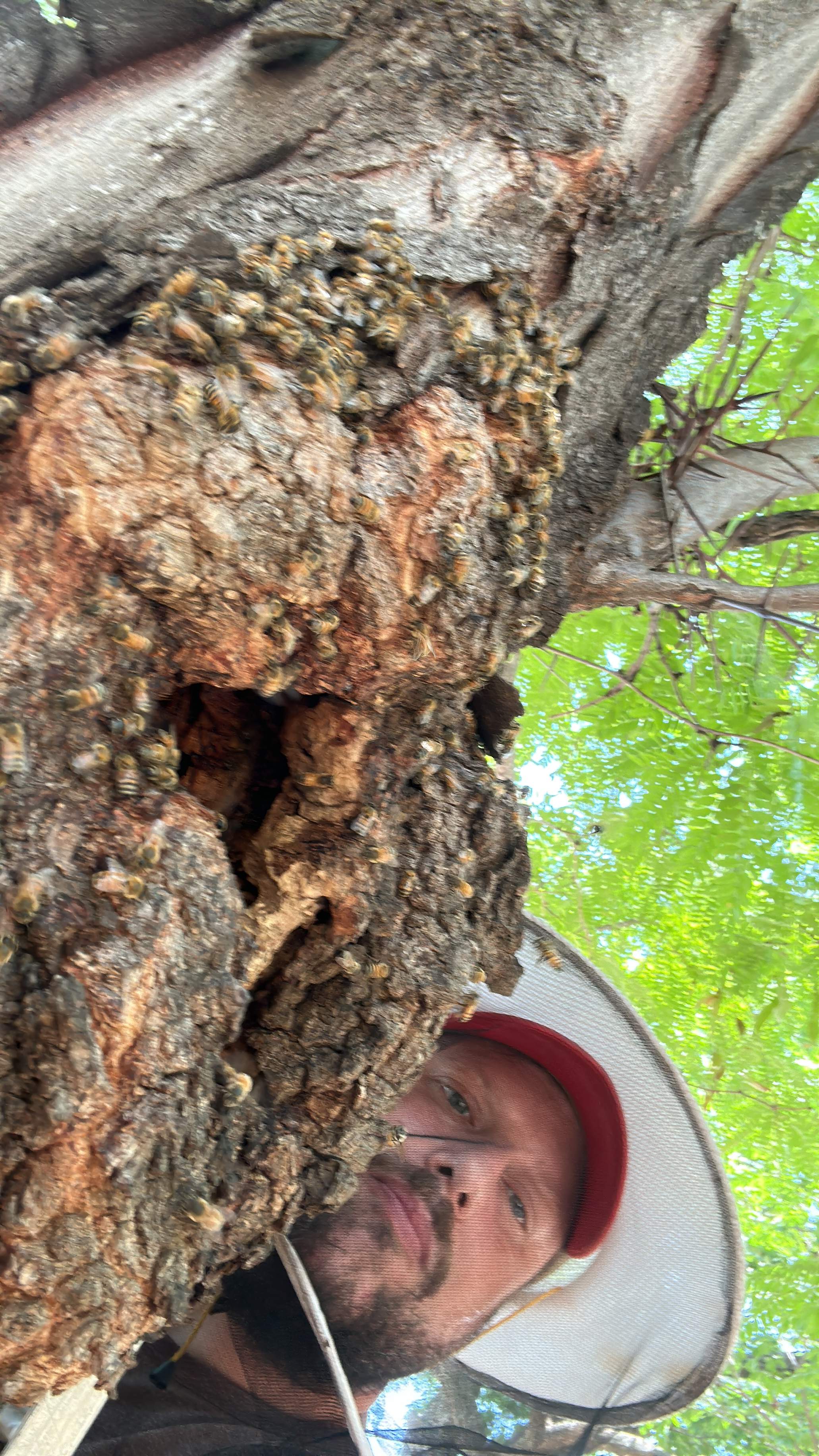 Two More Trees, One More Yard by Rockwall Honey Bee Company