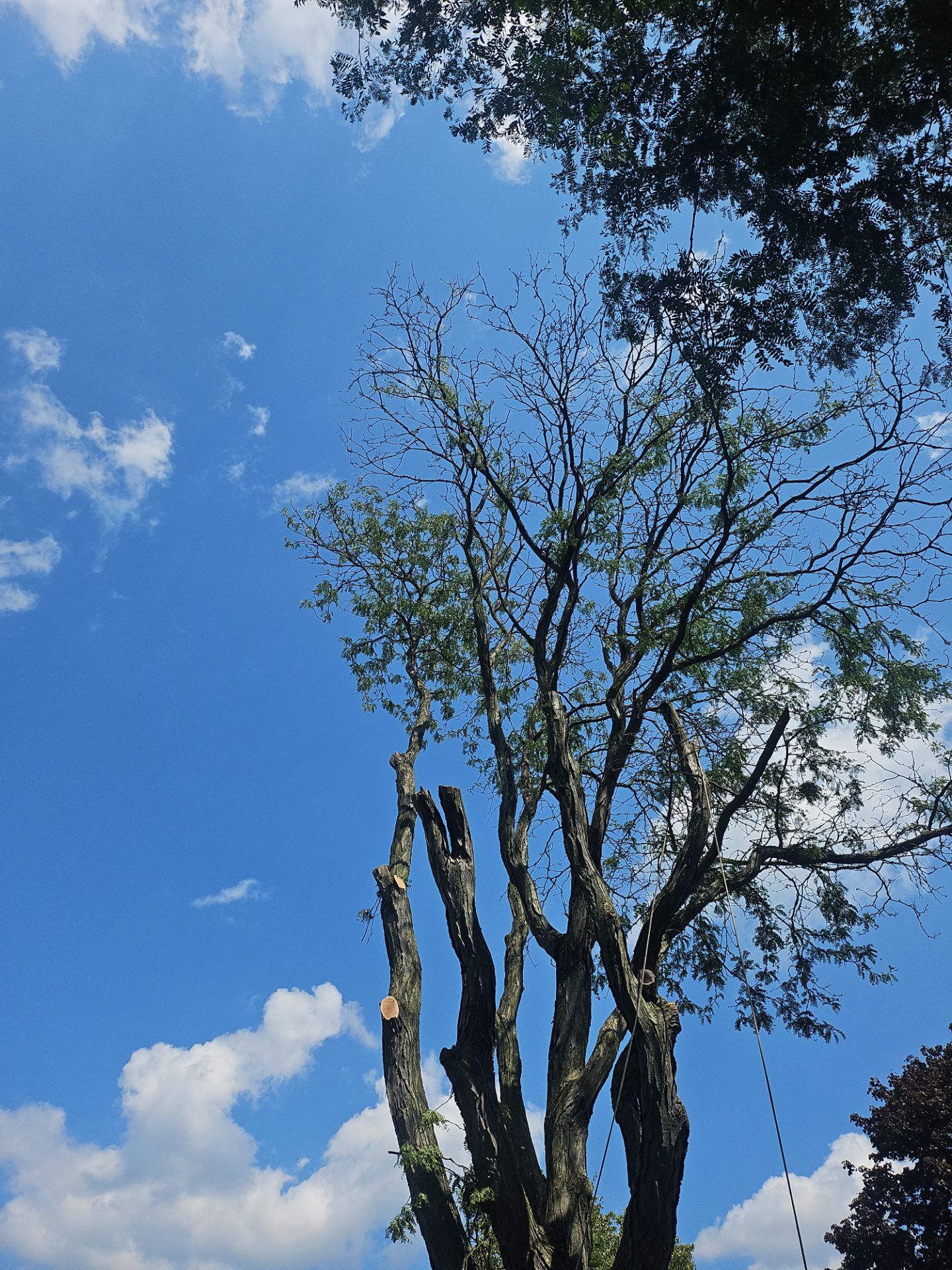 Tree Removal using Tree Removal by Mike Jones & Sons Tree Service LLC 