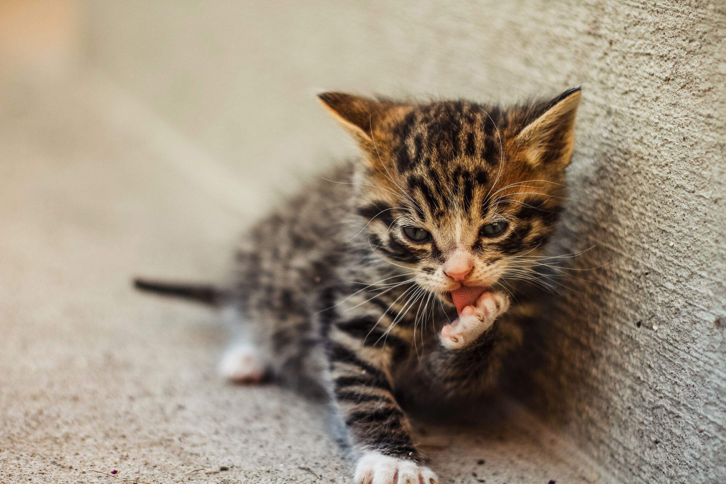 Kittens! by CompanyCam