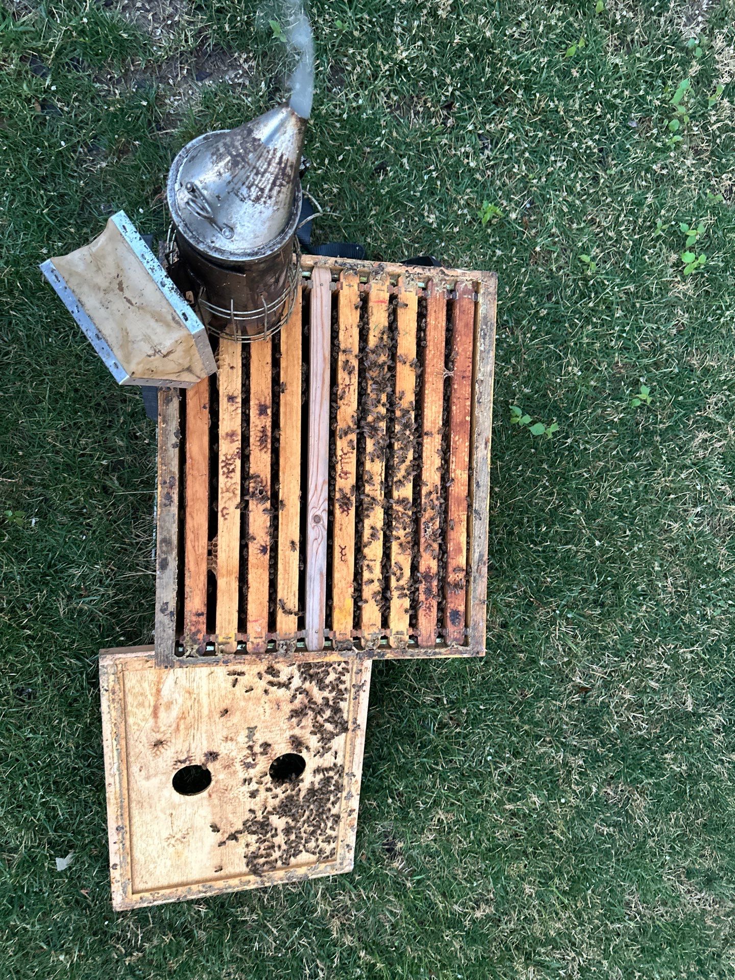 Allen Company by Rockwall Honey Bee Company