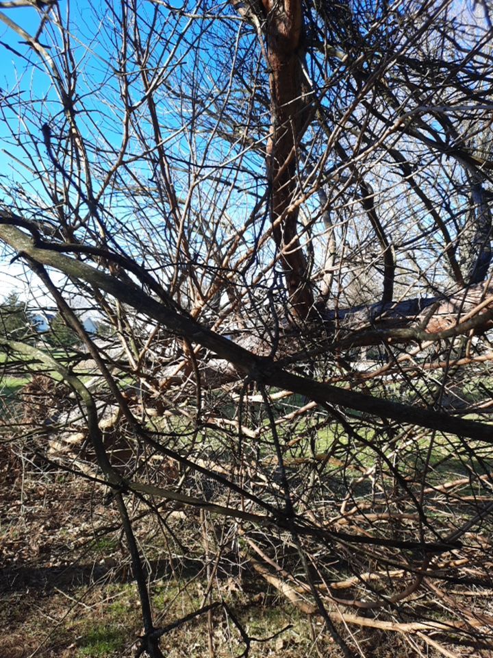 Storm Damaged Tree Removal  using Tree Removal by Mike Jones & Sons Tree Service LLC 