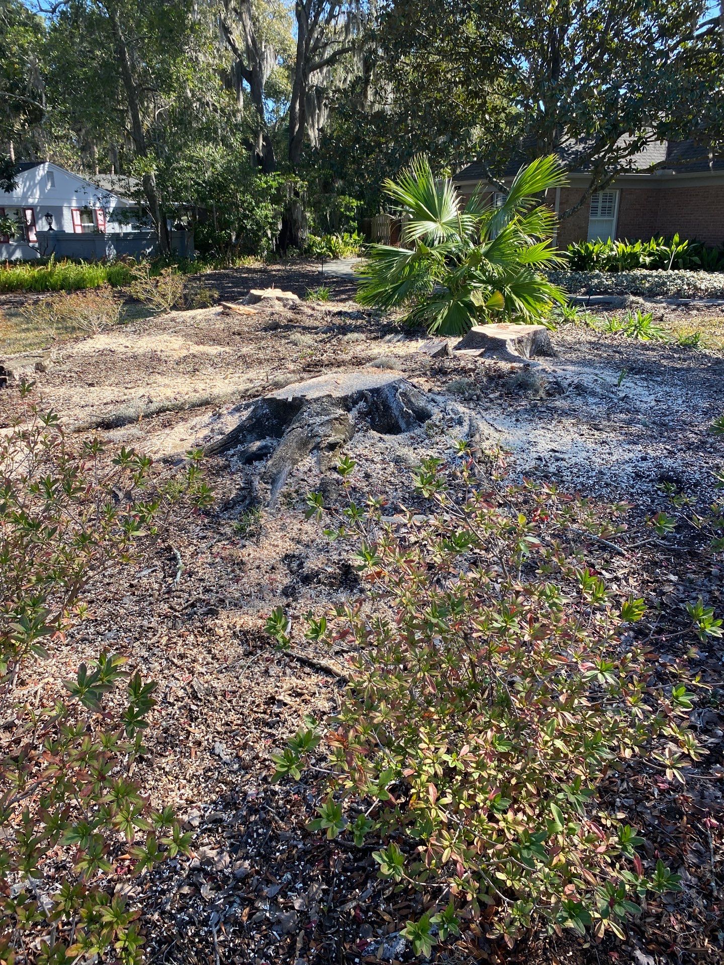 Deerwood Resident | Tree Removal & Mulch Install by ProGreen Services