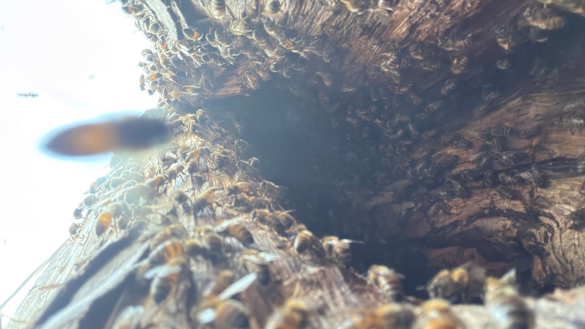 Cavern-Crack Tree Bees by Rockwall Honey Bee Company
