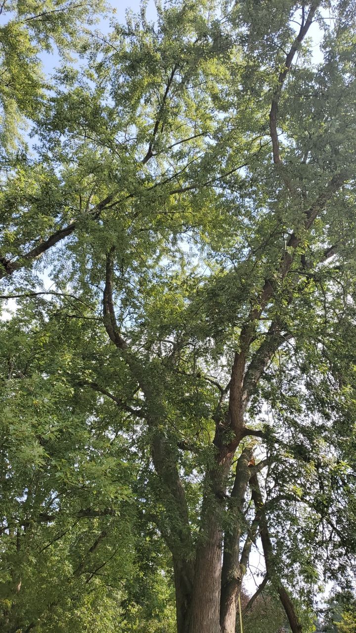 Tree Removal by Mike Jones & Sons Tree Service LLC 