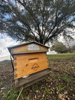 Flood Culvert Bees