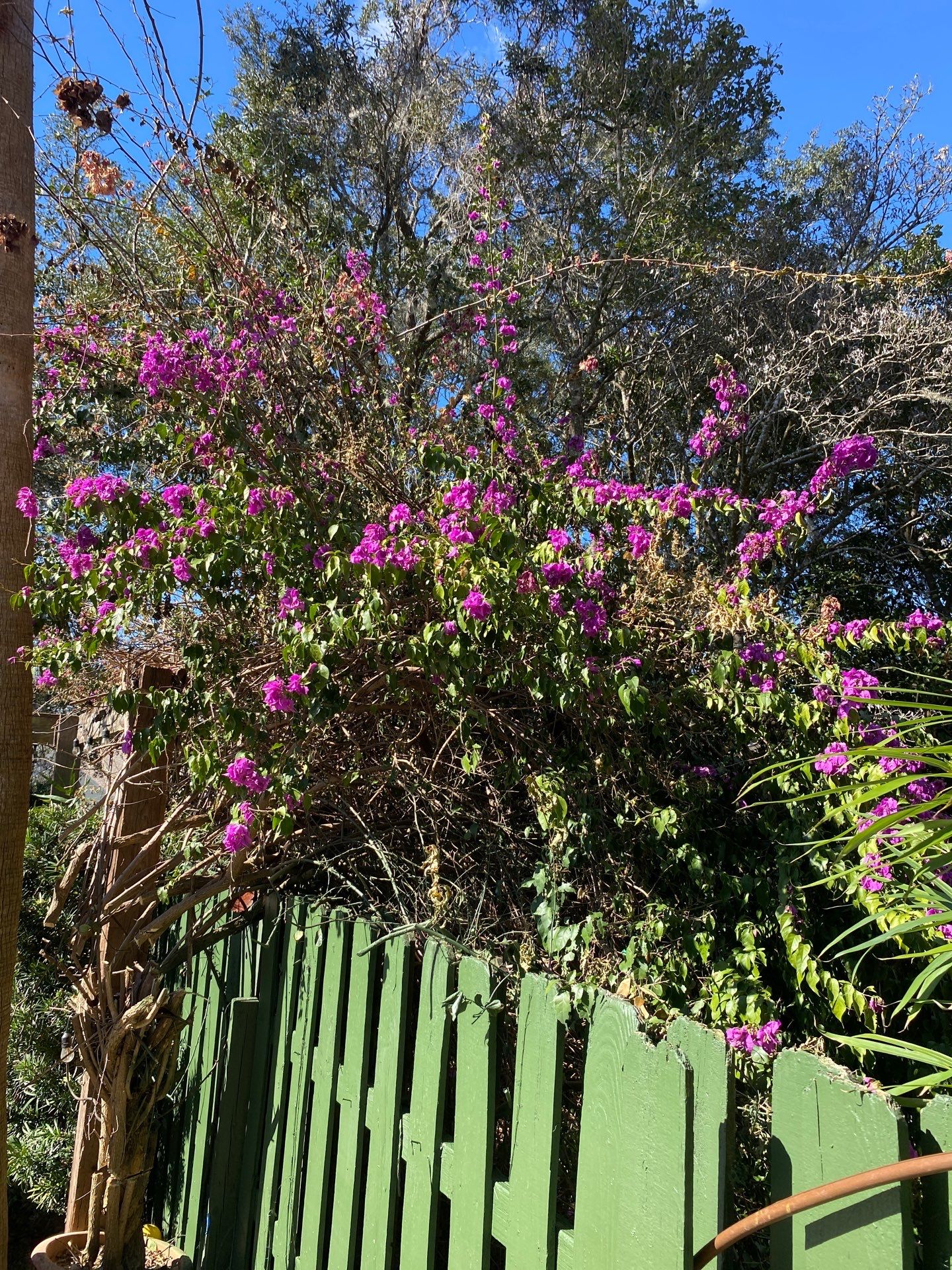 Deerwood Resident | Shrub Removal by ProGreen Services