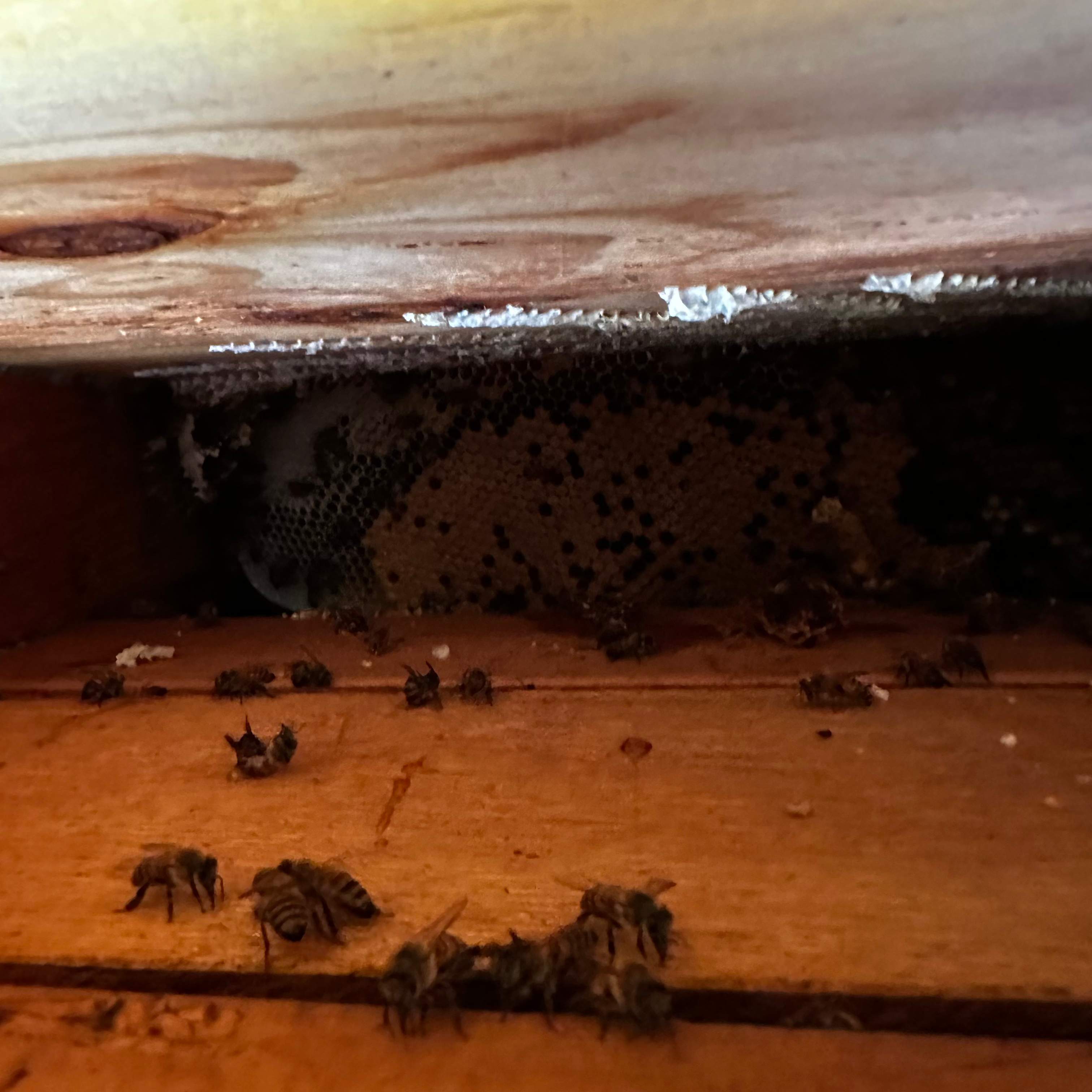 Ceiling Cutout by Rockwall Honey Bee Company