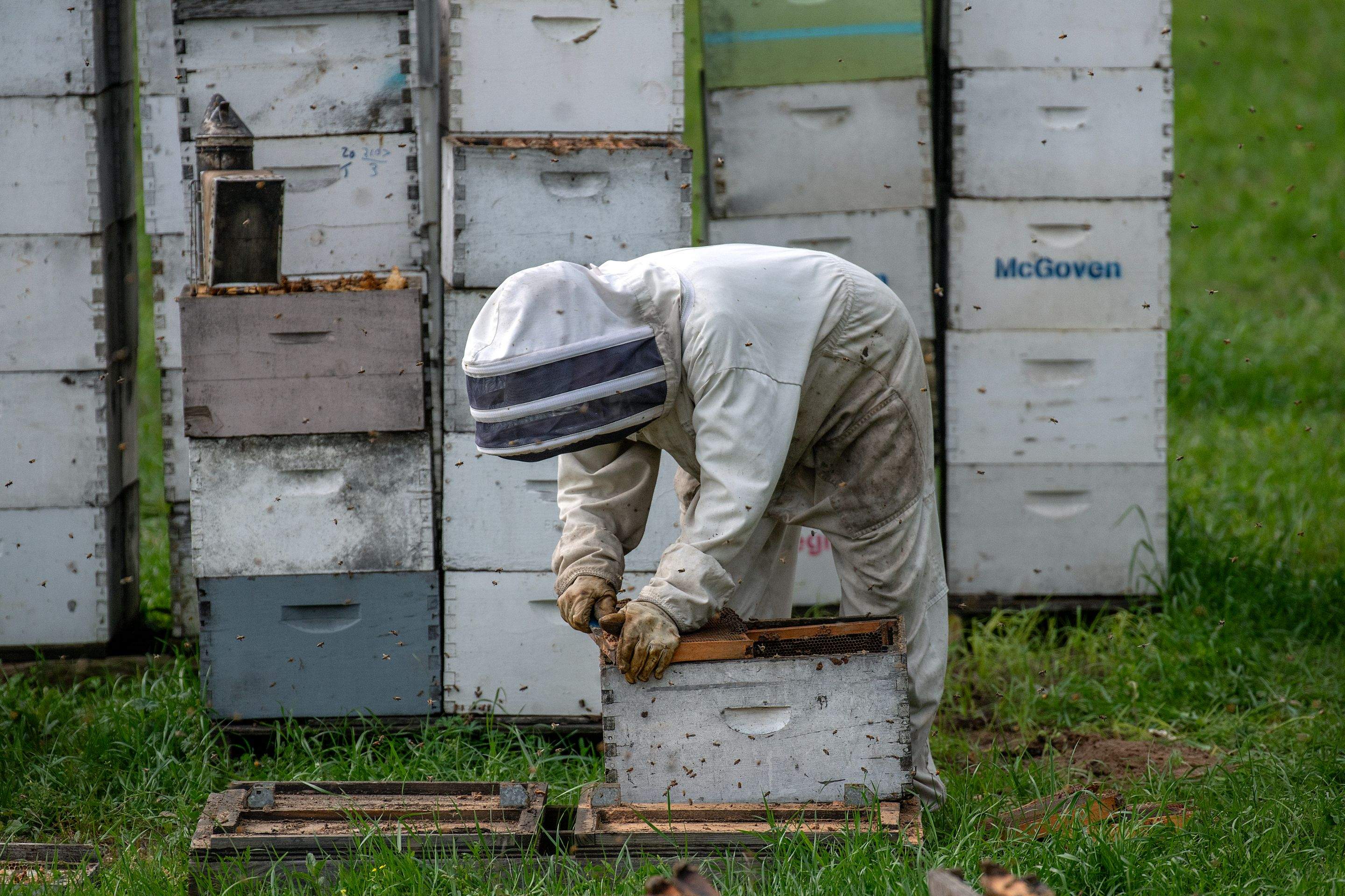 Splits in East Texas by Rockwall Honey Bee Company