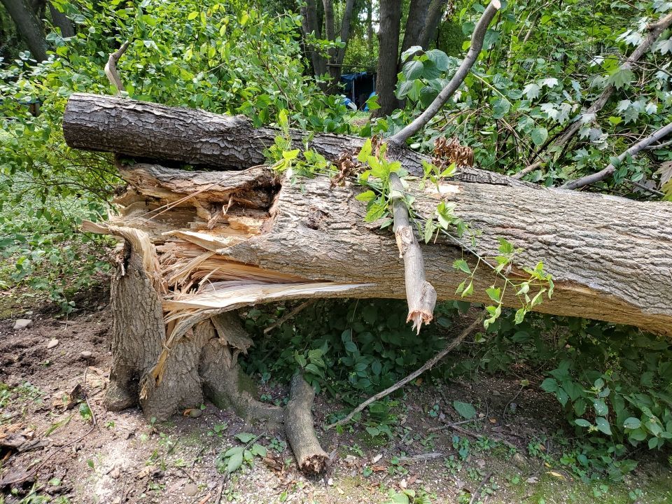Storm Damaged Tree Removal  by Mike Jones & Sons Tree Service LLC 