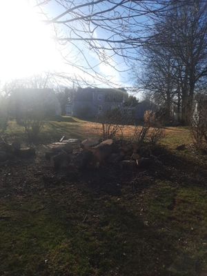 Tree Removal using Tree Removal