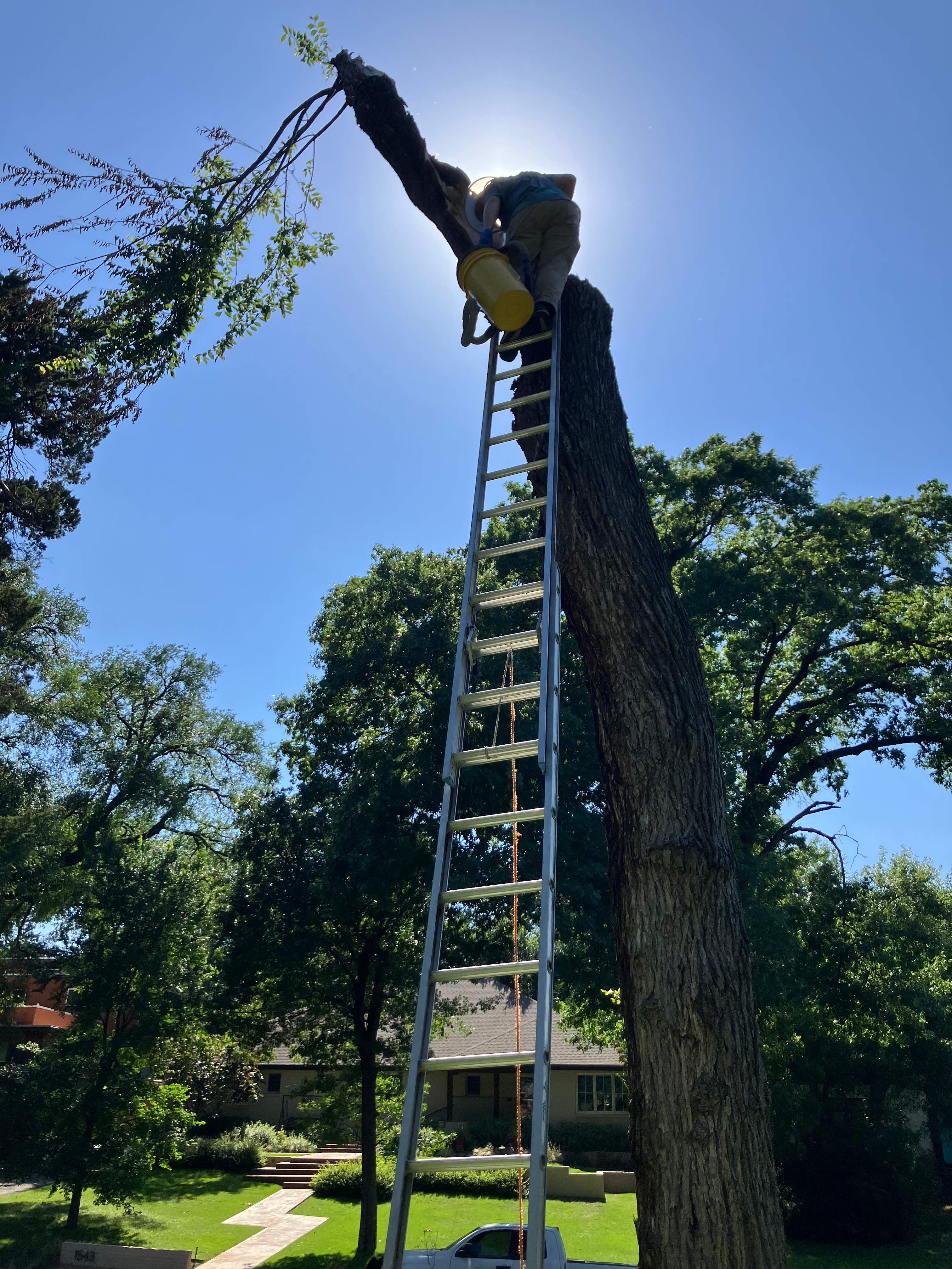 Canopy-less Tree by Rockwall Honey Bee Company