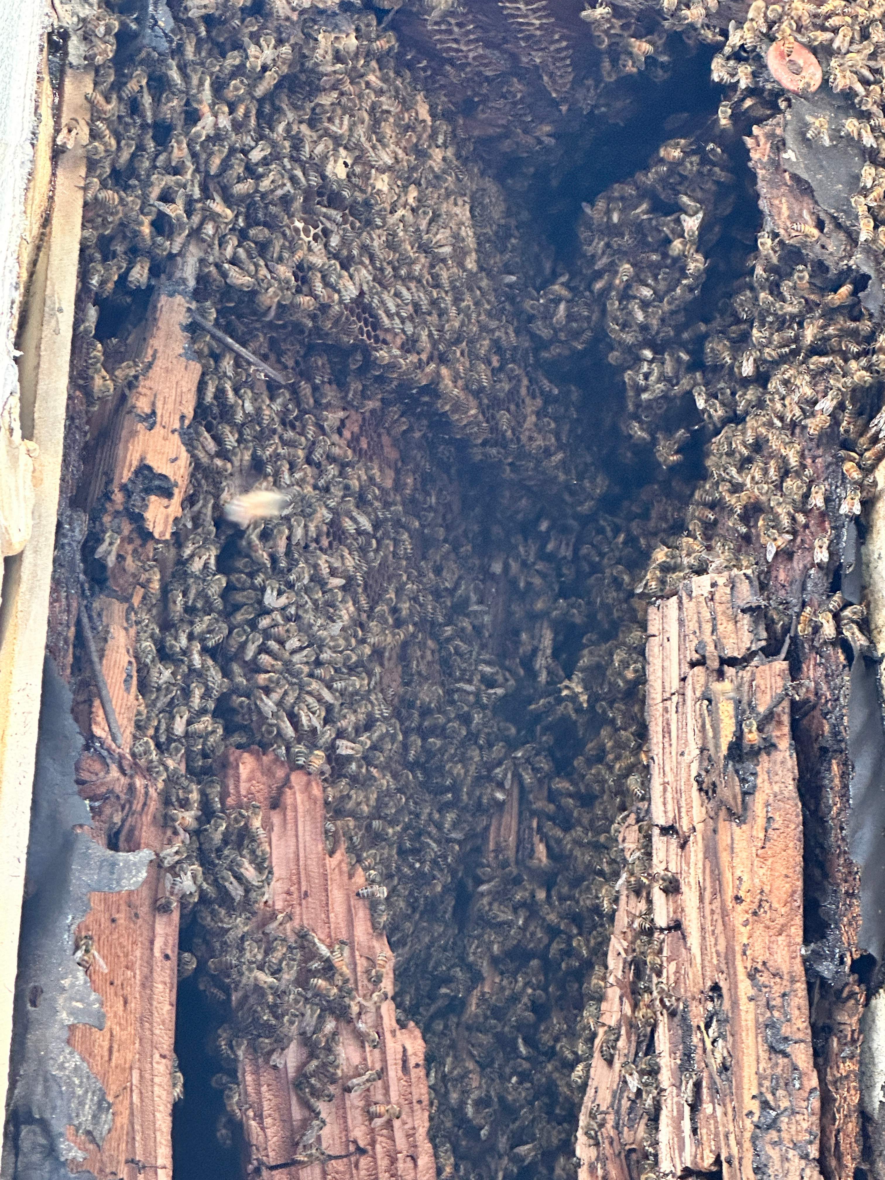 Scary Pergola by Rockwall Honey Bee Company