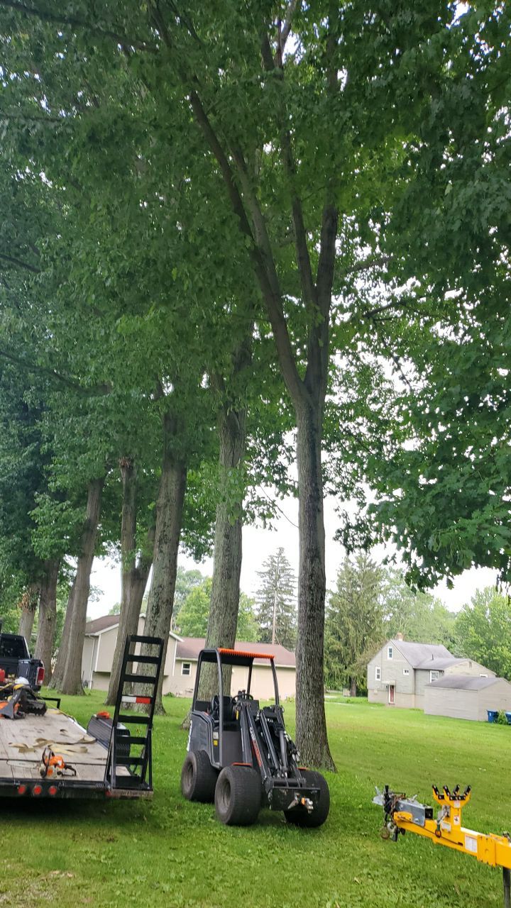 Tree Trimming by Mike Jones & Sons Tree Service LLC 