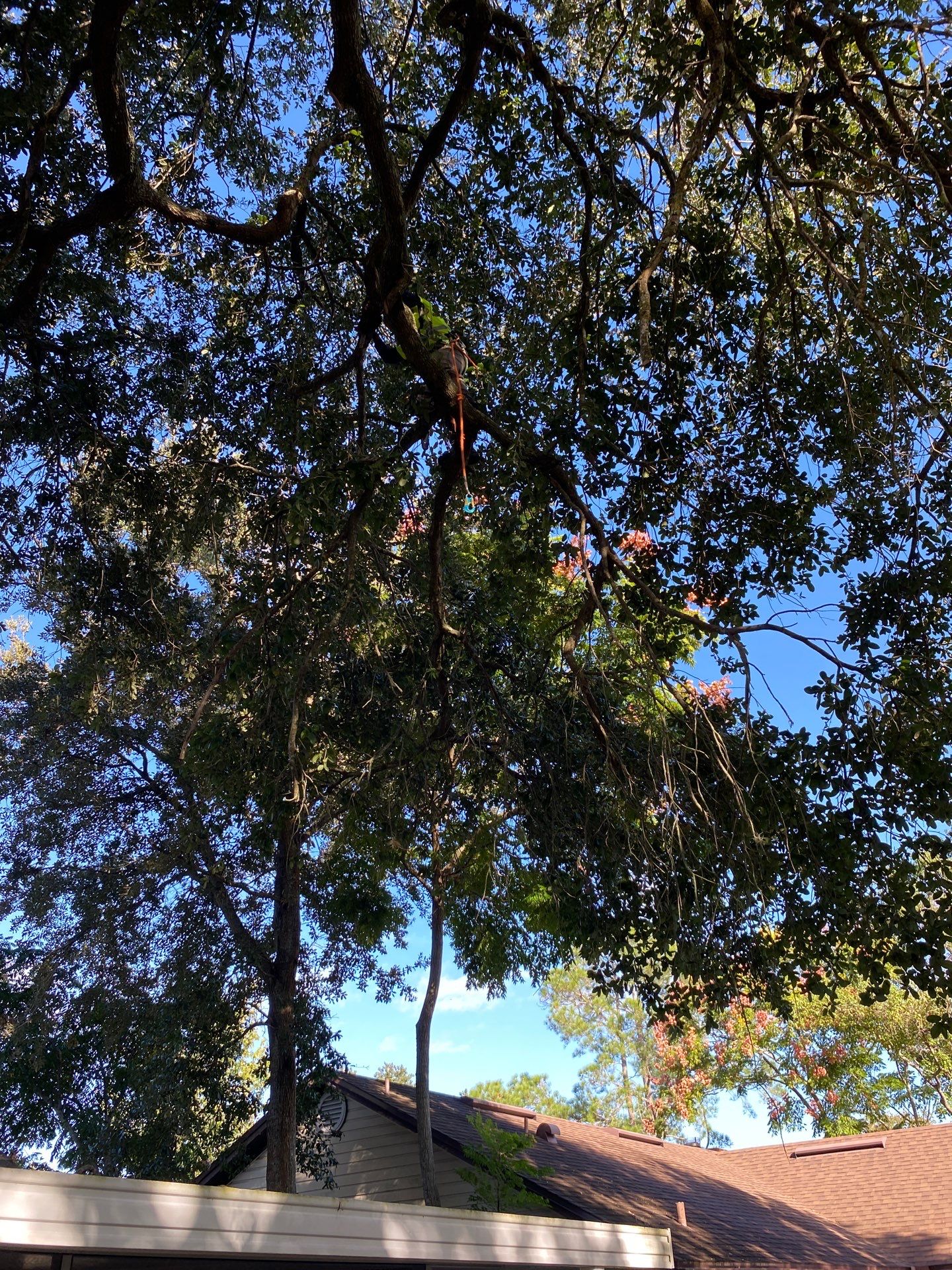 Tree Trimming | Residential by ProGreen Services