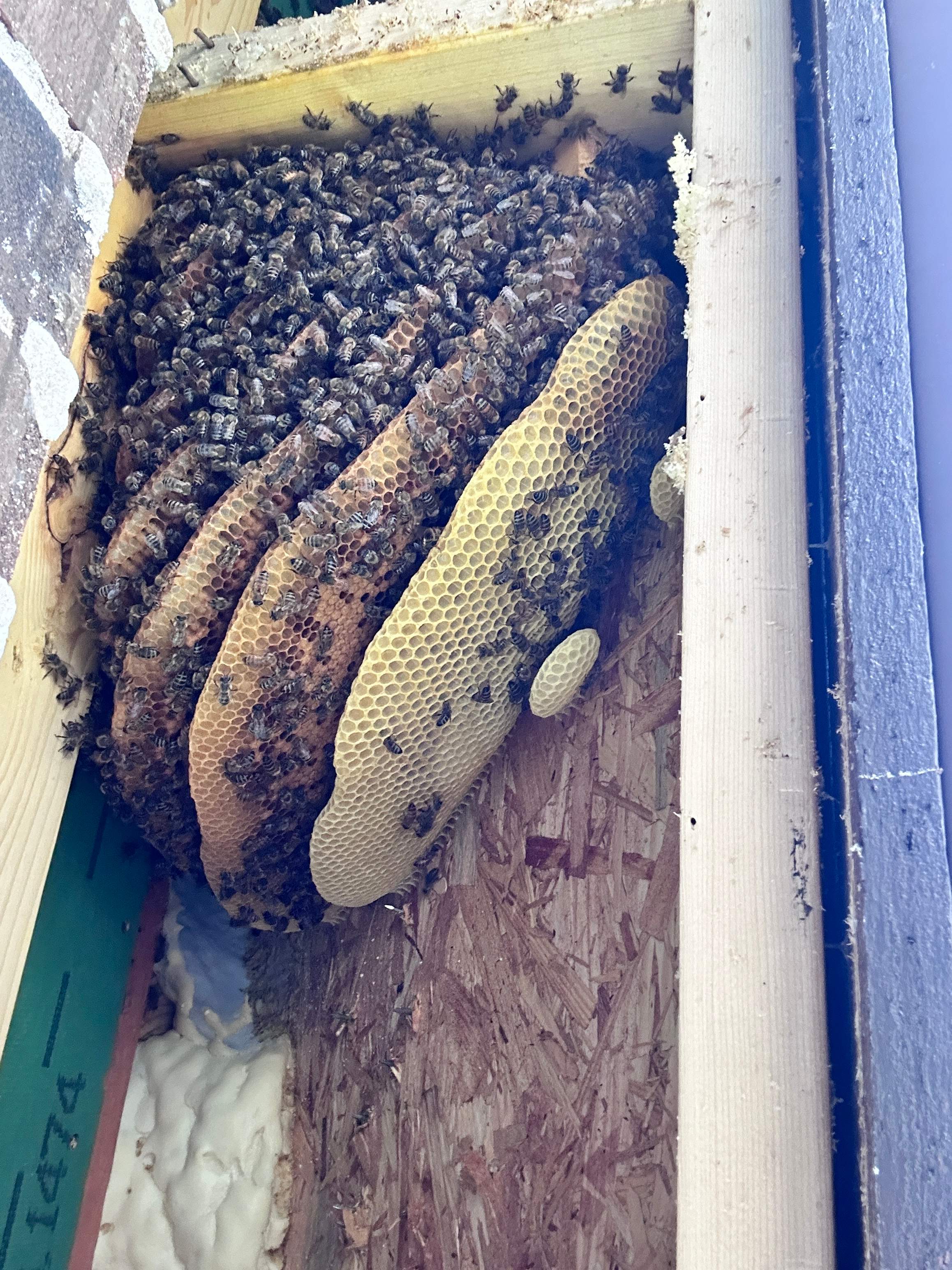 Happy Birthday! by Rockwall Honey Bee Company