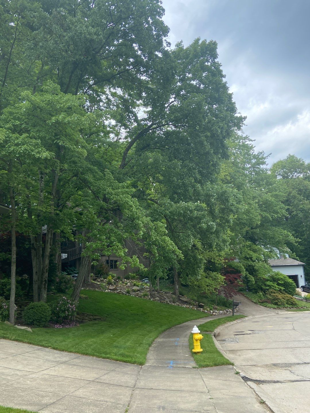 Tree Trimming using Tree Pruing by Mike Jones & Sons Tree Service LLC 