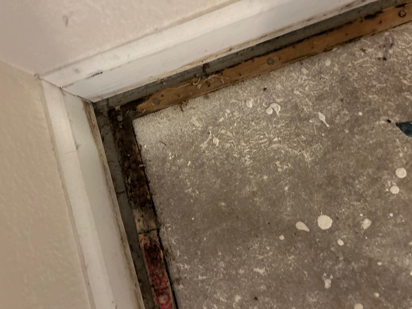 Mold Damage Project in Thornton by Accountable Home Services