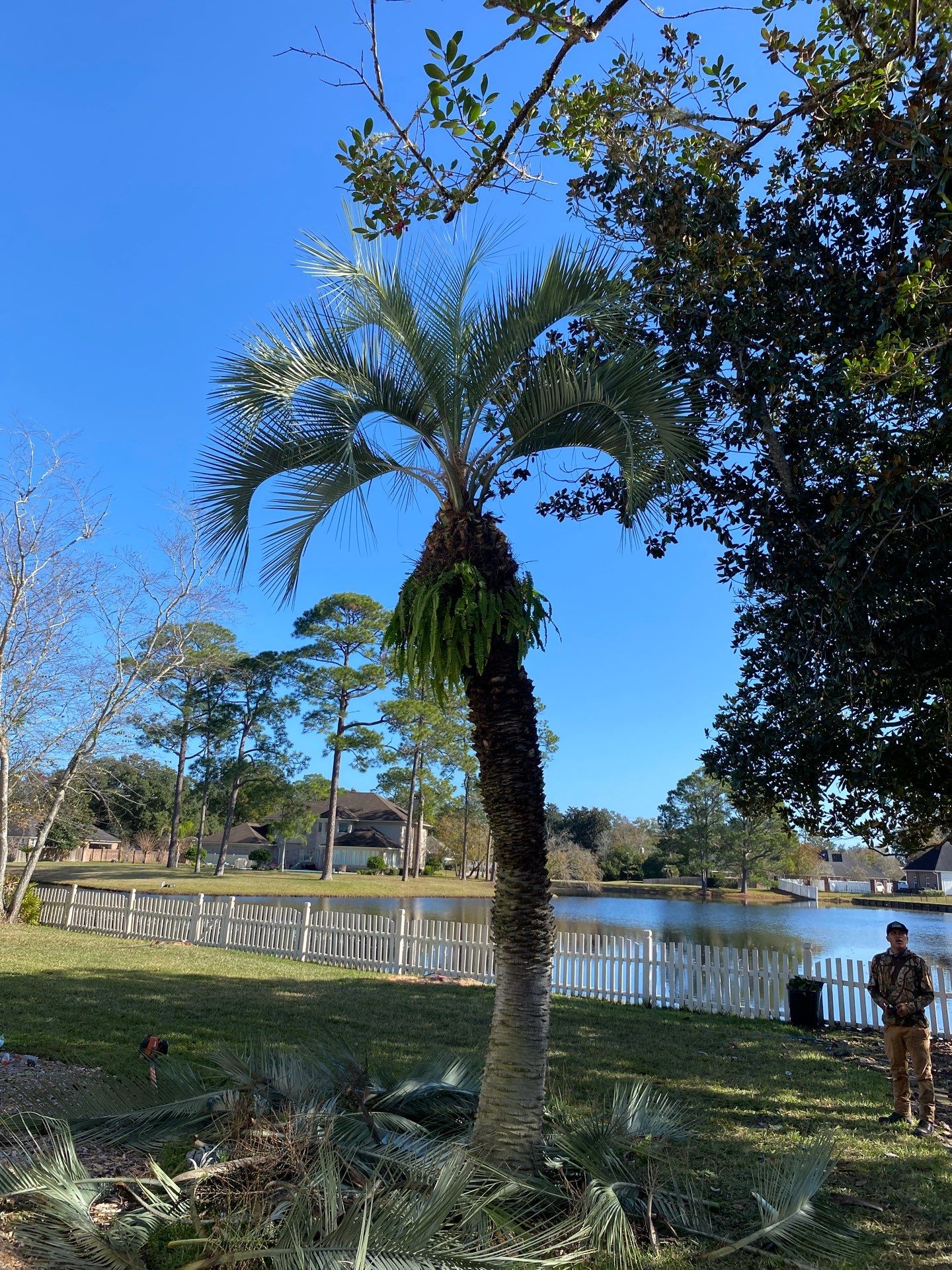 Deerwood Resident | Tree Removal & Palm Trimming by ProGreen Services