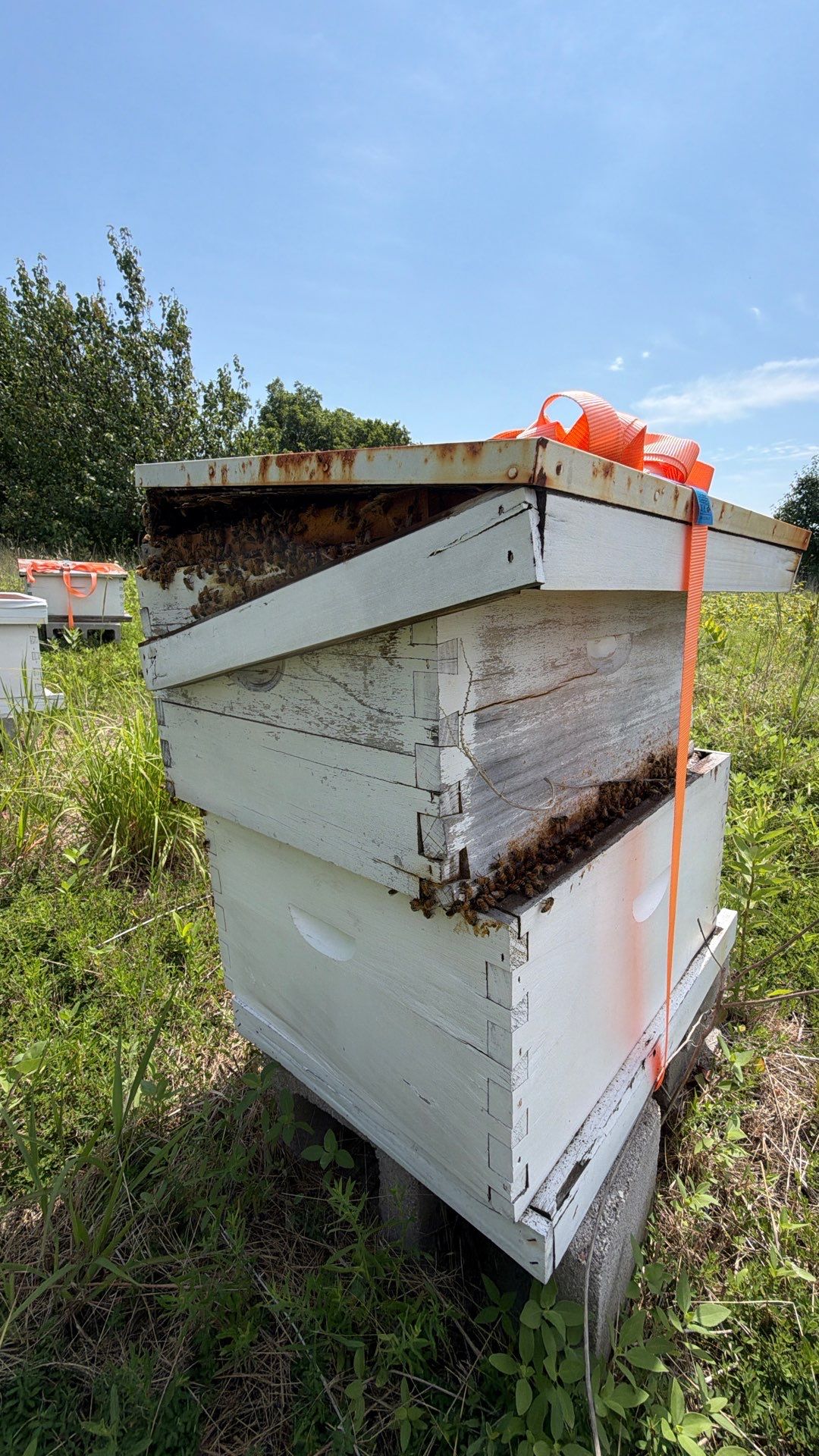 Baseball Diamond Apiary by Rockwall Honey Bee Company