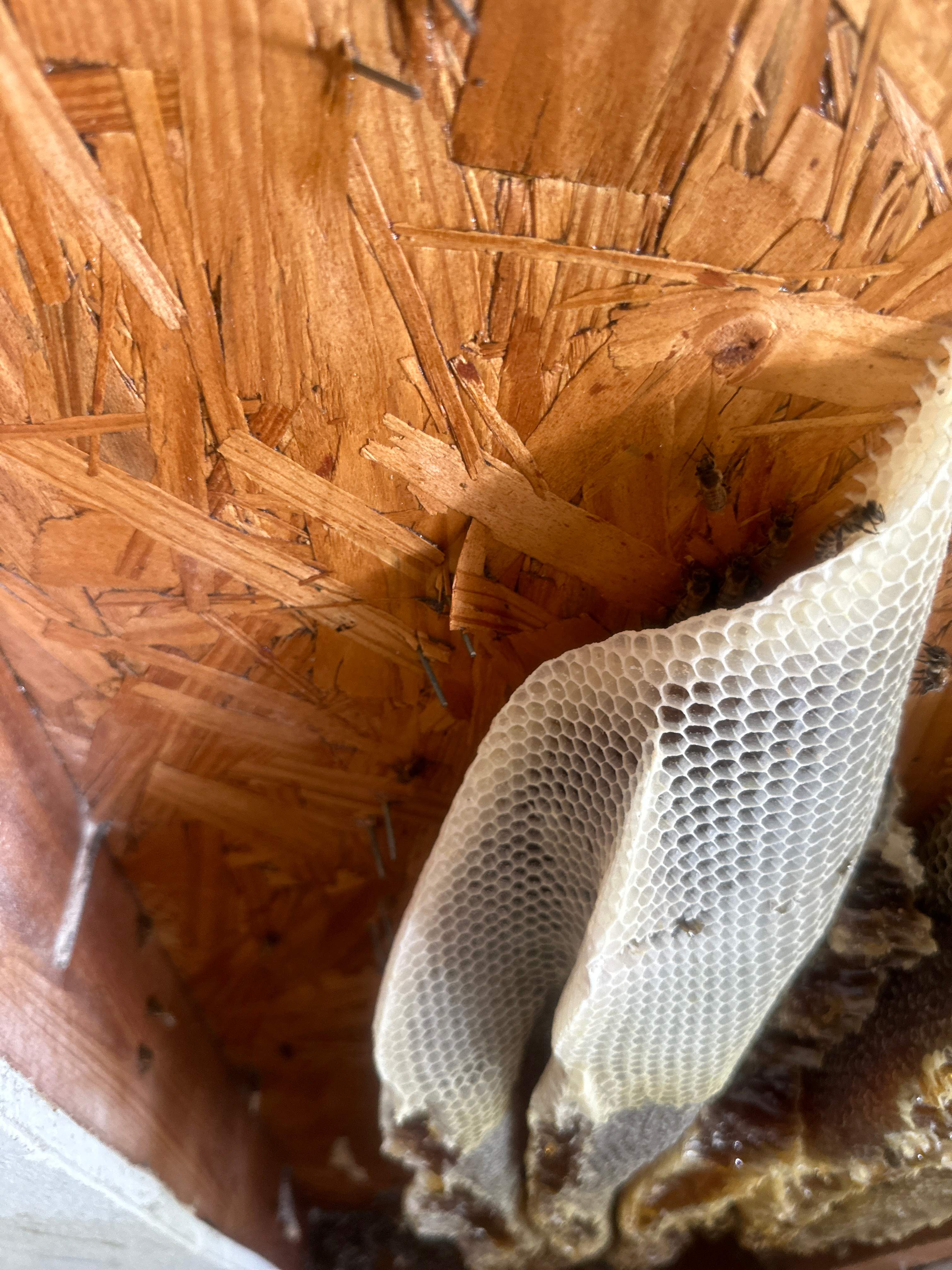 Beautiful Fresh Comb by Rockwall Honey Bee Company