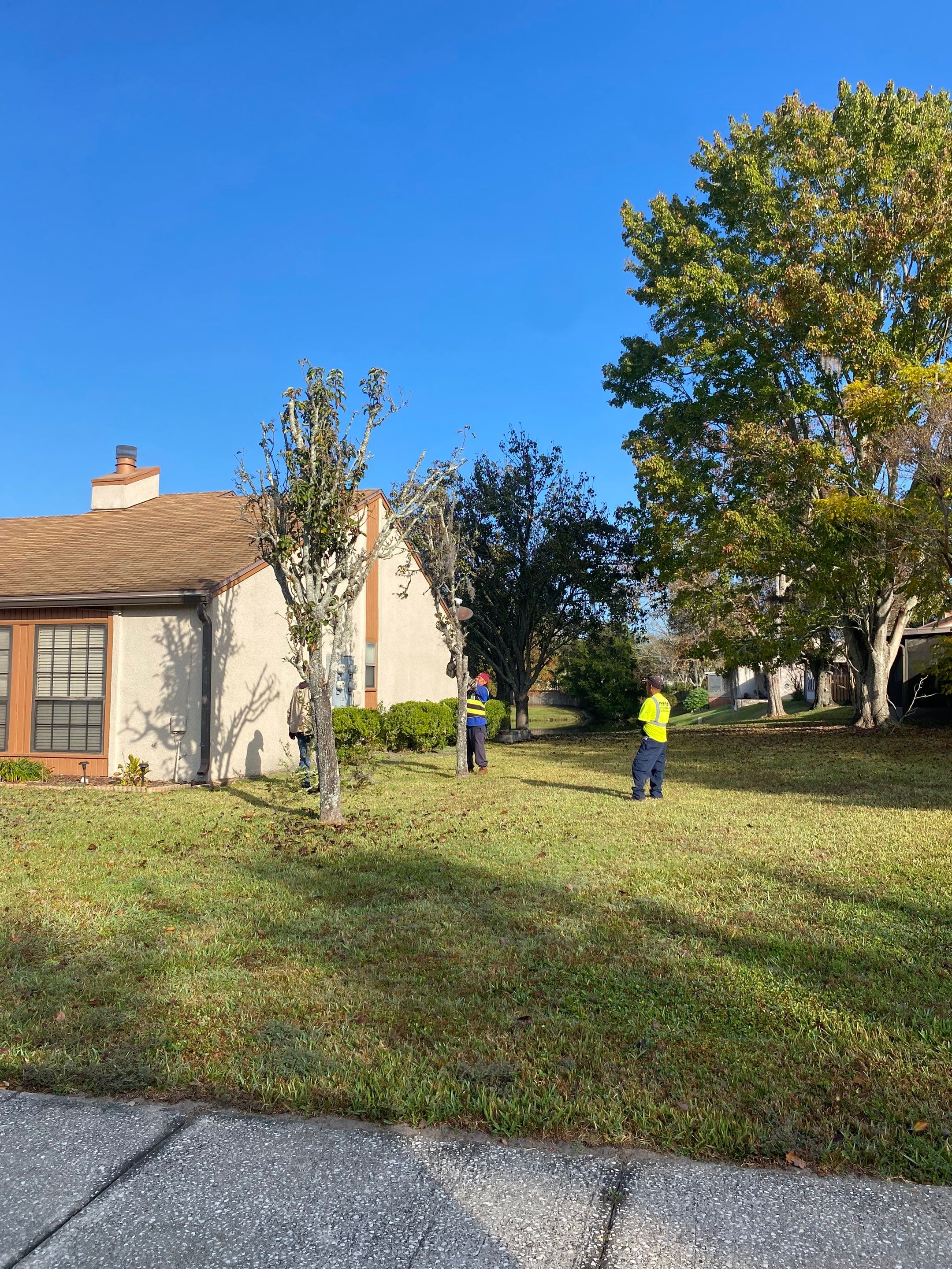 Residential | Tree Removal & Trimming by ProGreen Services