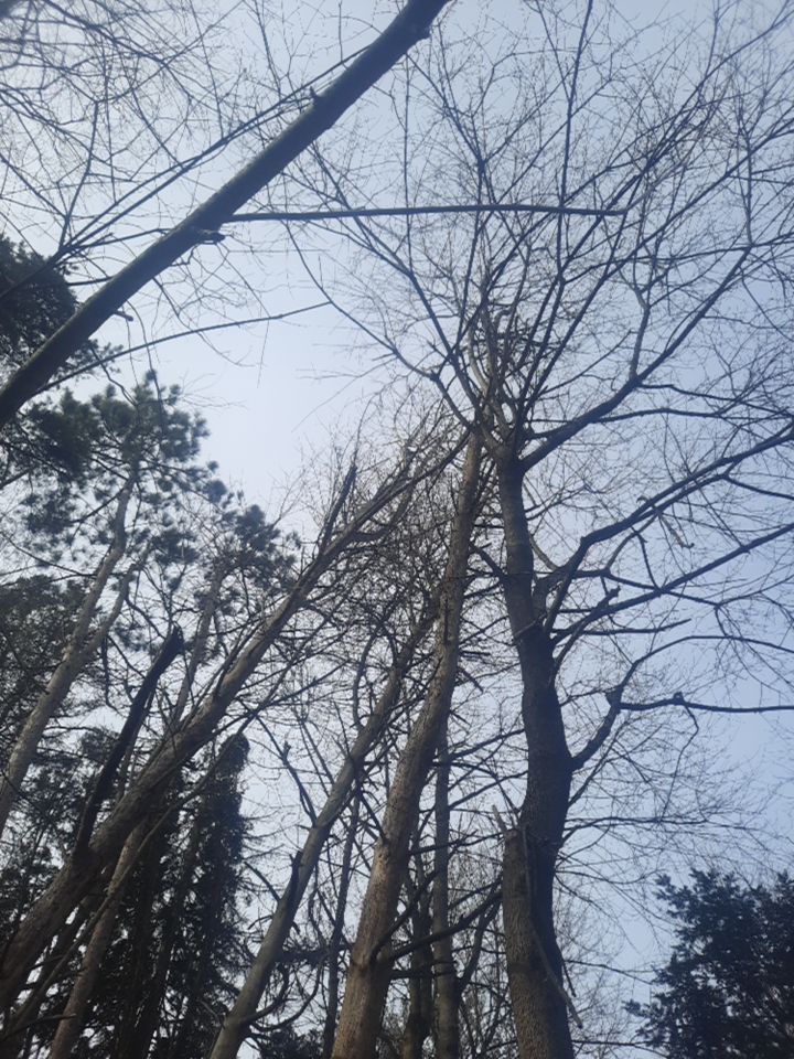 Tree Removal using Tree Removal by Mike Jones & Sons Tree Service LLC 